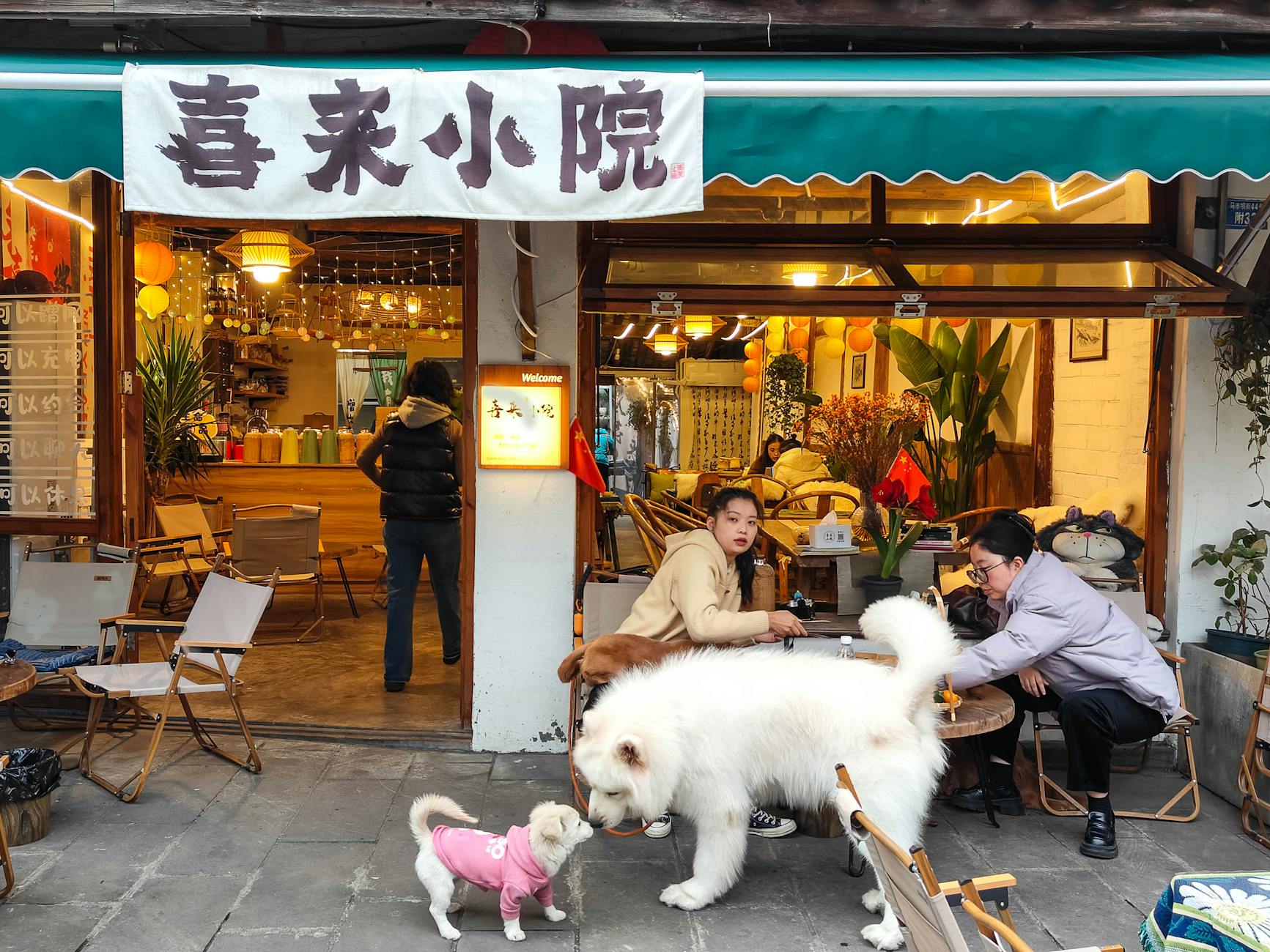 Cozy tea house in Chengdu, Sichuan with playful dogs and locals enjoying the ambiance.