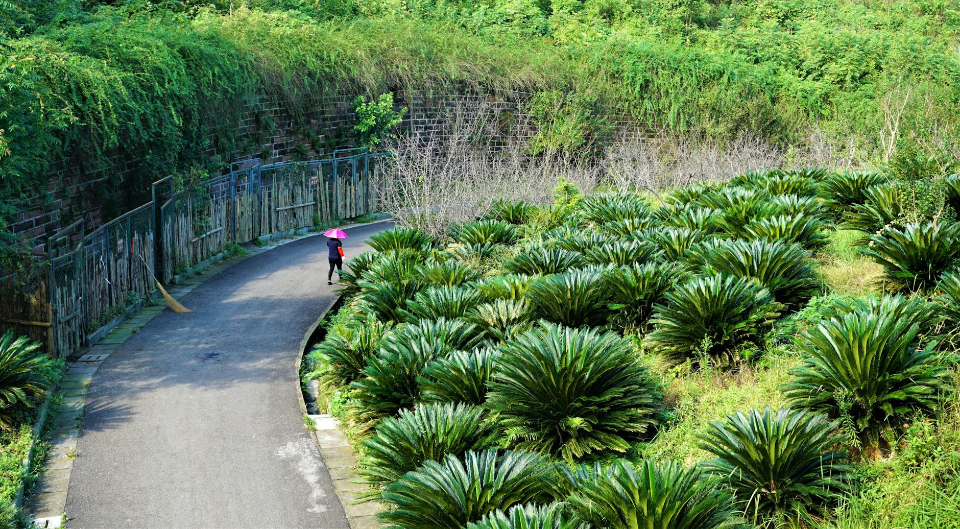 A serene pathway lined with lush green plants and a person walking with a pink umbrella in Chengdu, China.