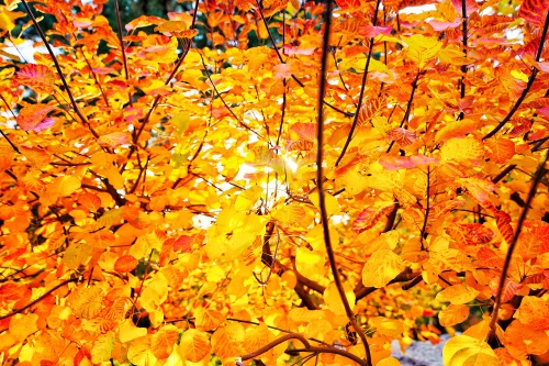 香山公园 实景照片
