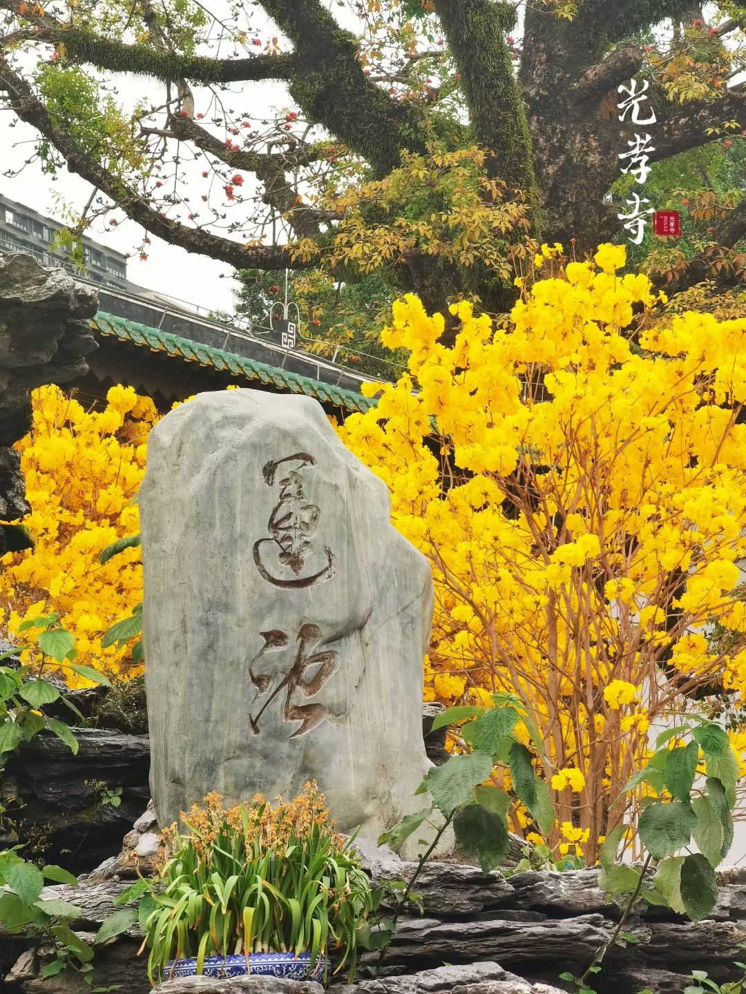 光孝寺 实景照片