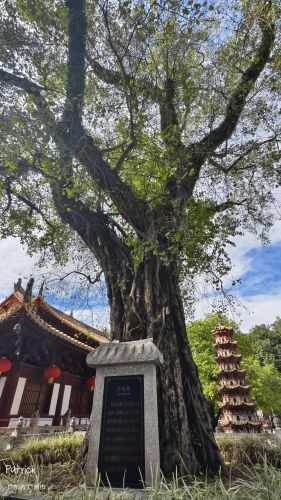 光孝寺 实景照片