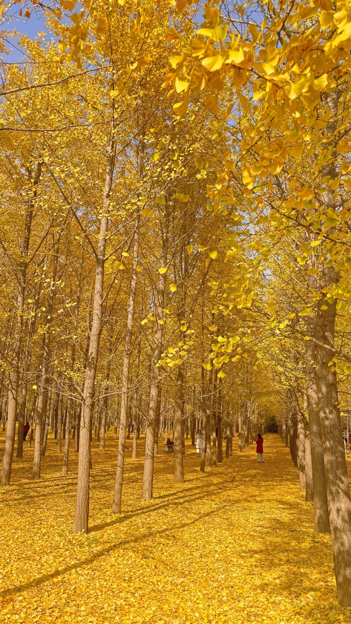 汉阳陵 实景照片
