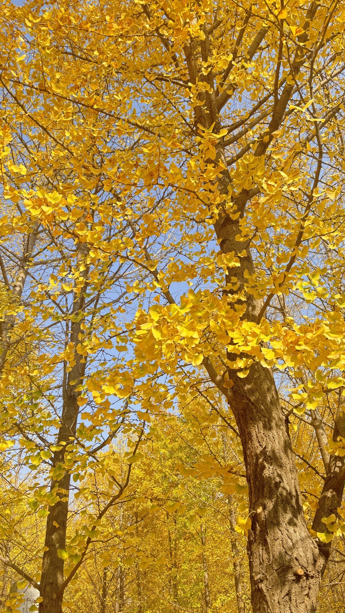 汉阳陵 实景照片