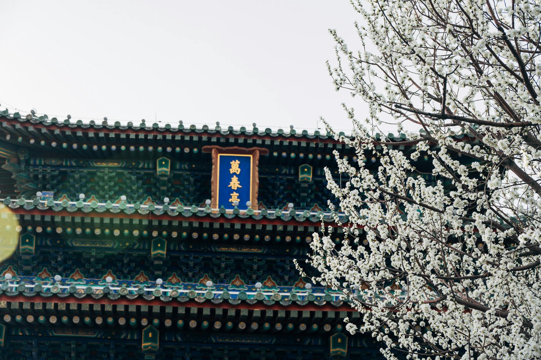 Beautiful white blossoms near Wanchun Pavilion in Beijing, showcasing traditional Chinese architecture.