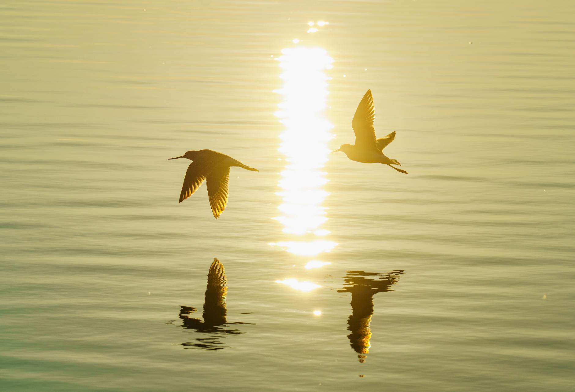 Two birds flying over water in golden sunlight creating beautiful reflections.