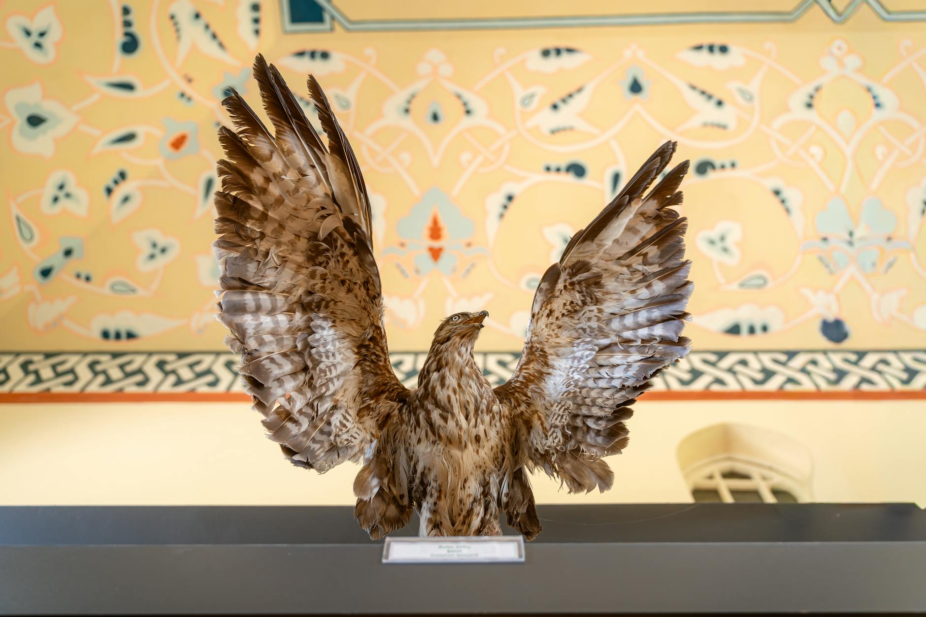 Ornate taxidermy hawk displayed against a decorative floral background indoors.