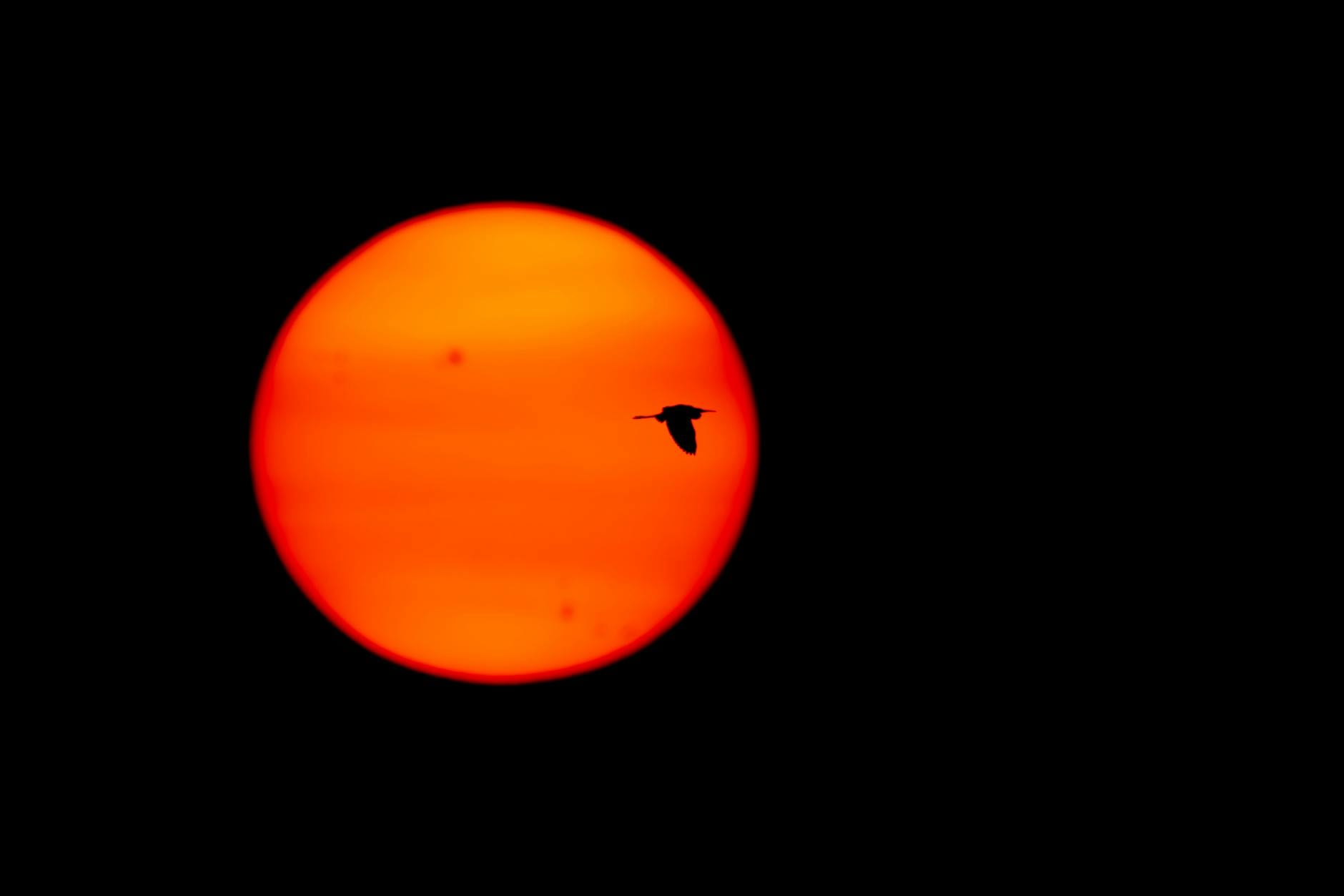 Dramatic silhouette of a bird flying across the orange sun against a black sky.
