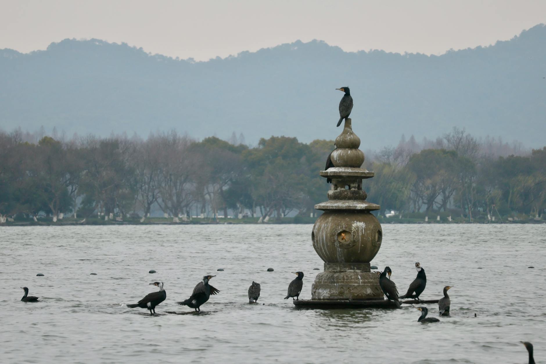 Cormorants resting on a distinct stupa in West Lake, Hangzhou, China, with serene water and mountain backdrop.