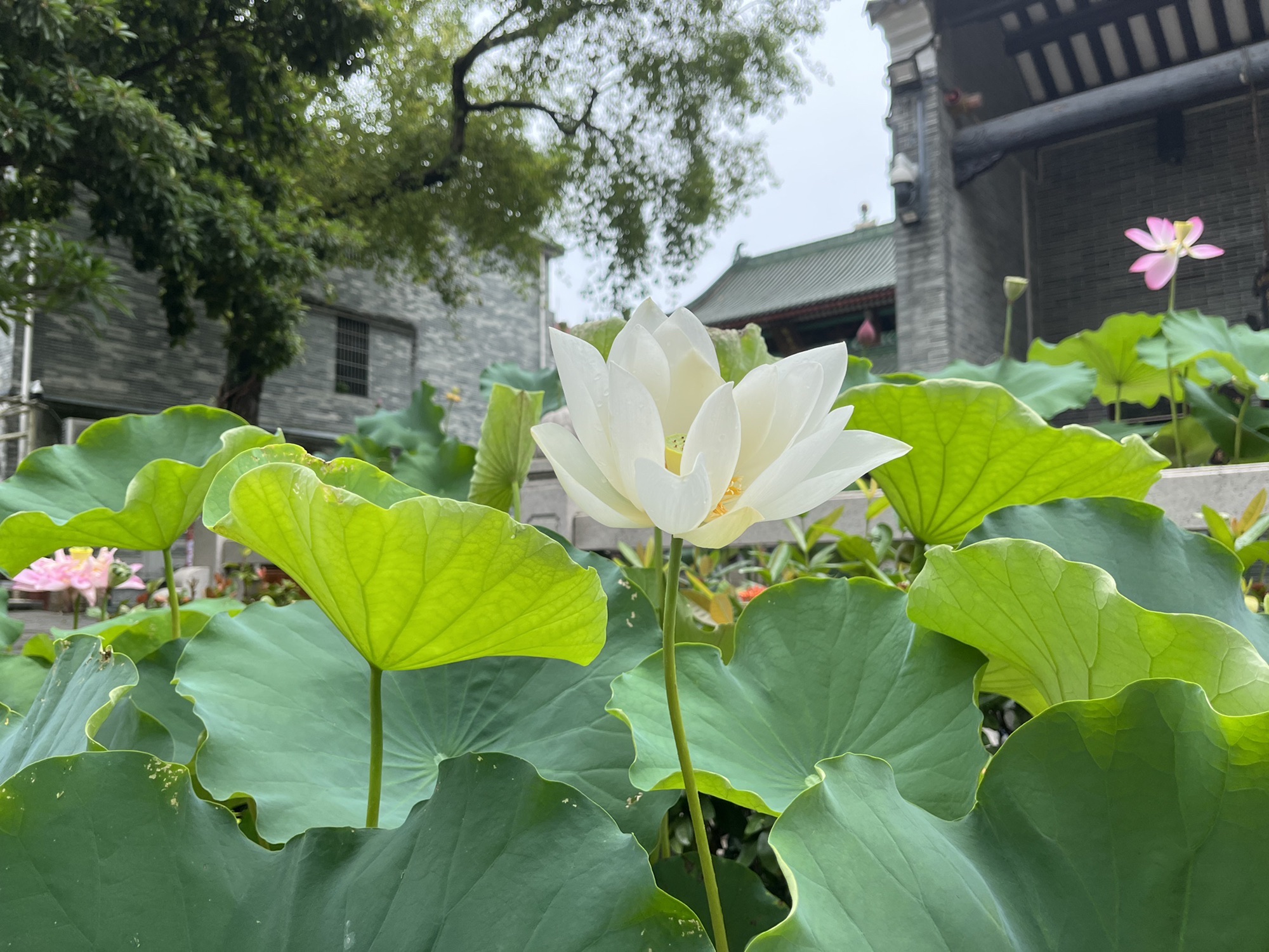 六榕寺 实景照片