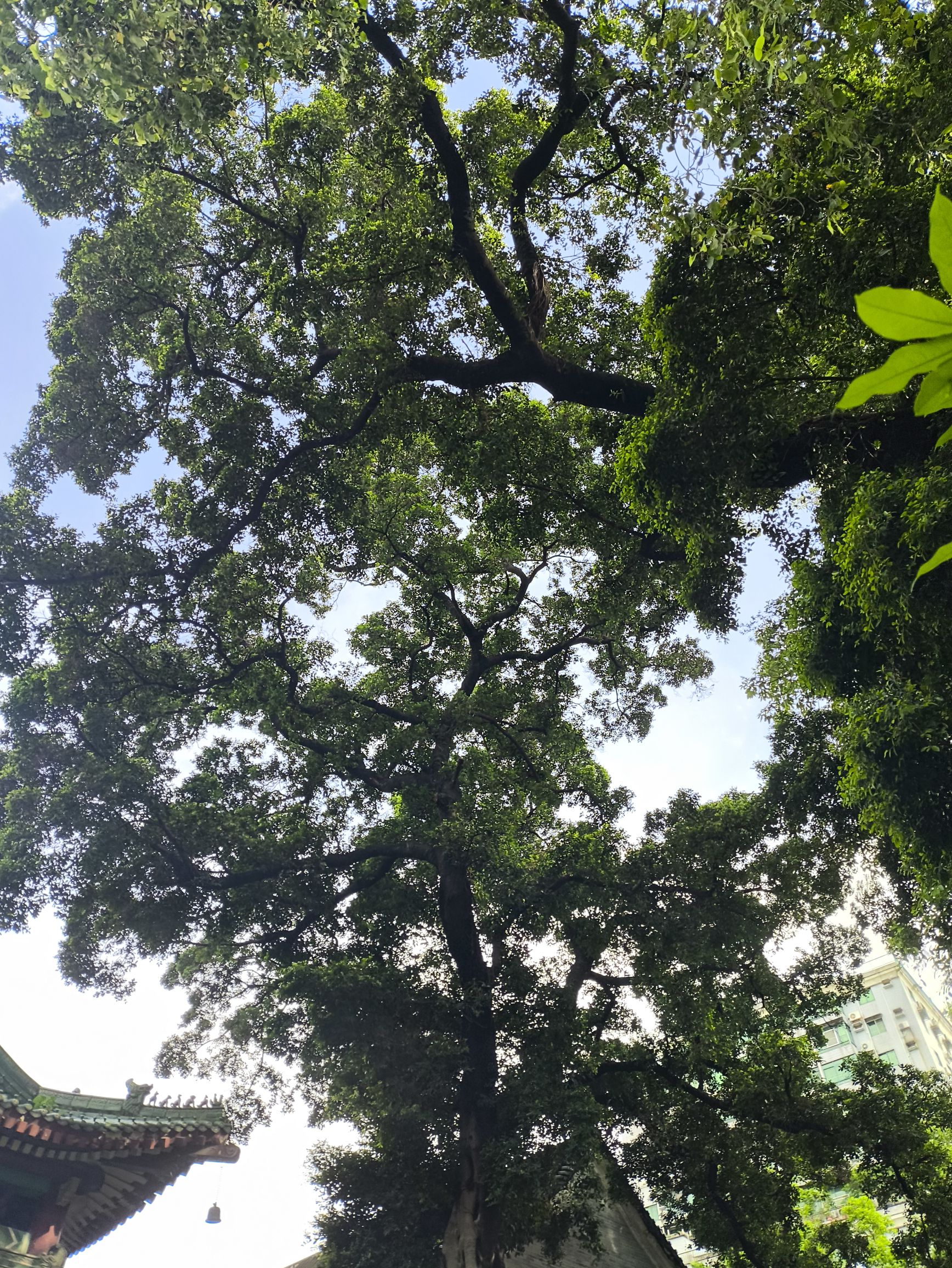 六榕寺 实景照片