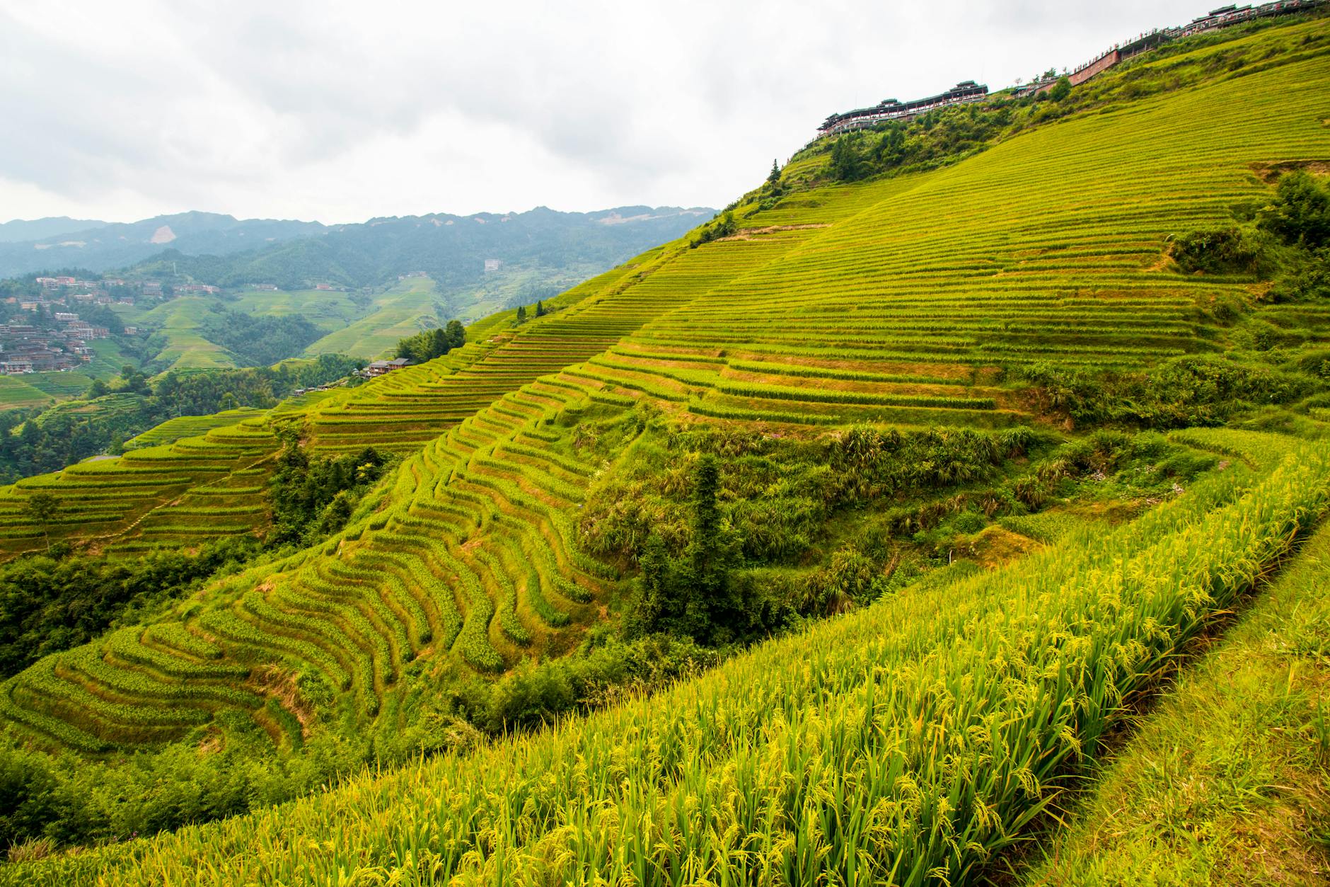 Longji Rice Terraces (Dragon's Backbone)