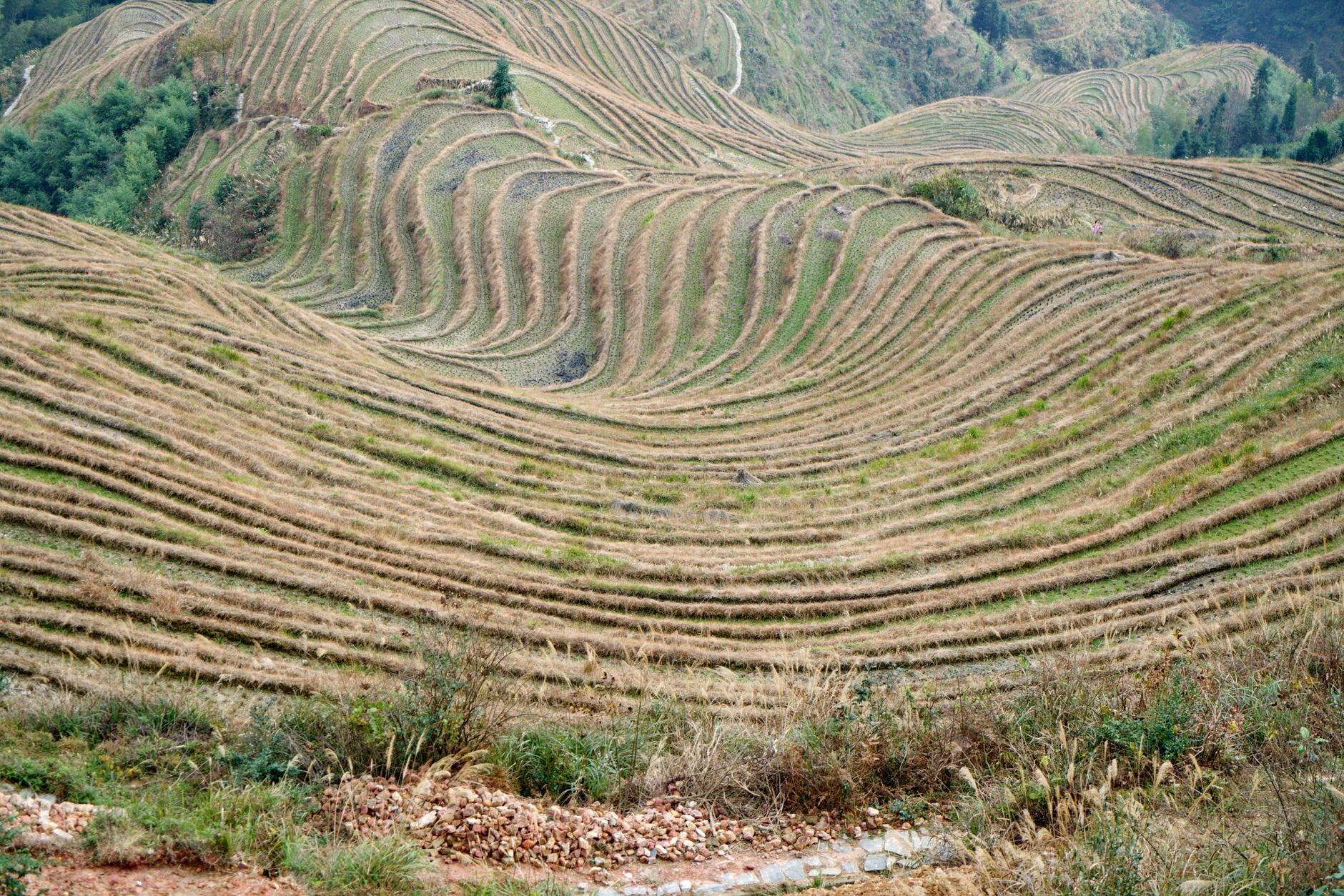 A breathtaking view of terraced rice fields stretching across the hills, capturing nature's beauty.