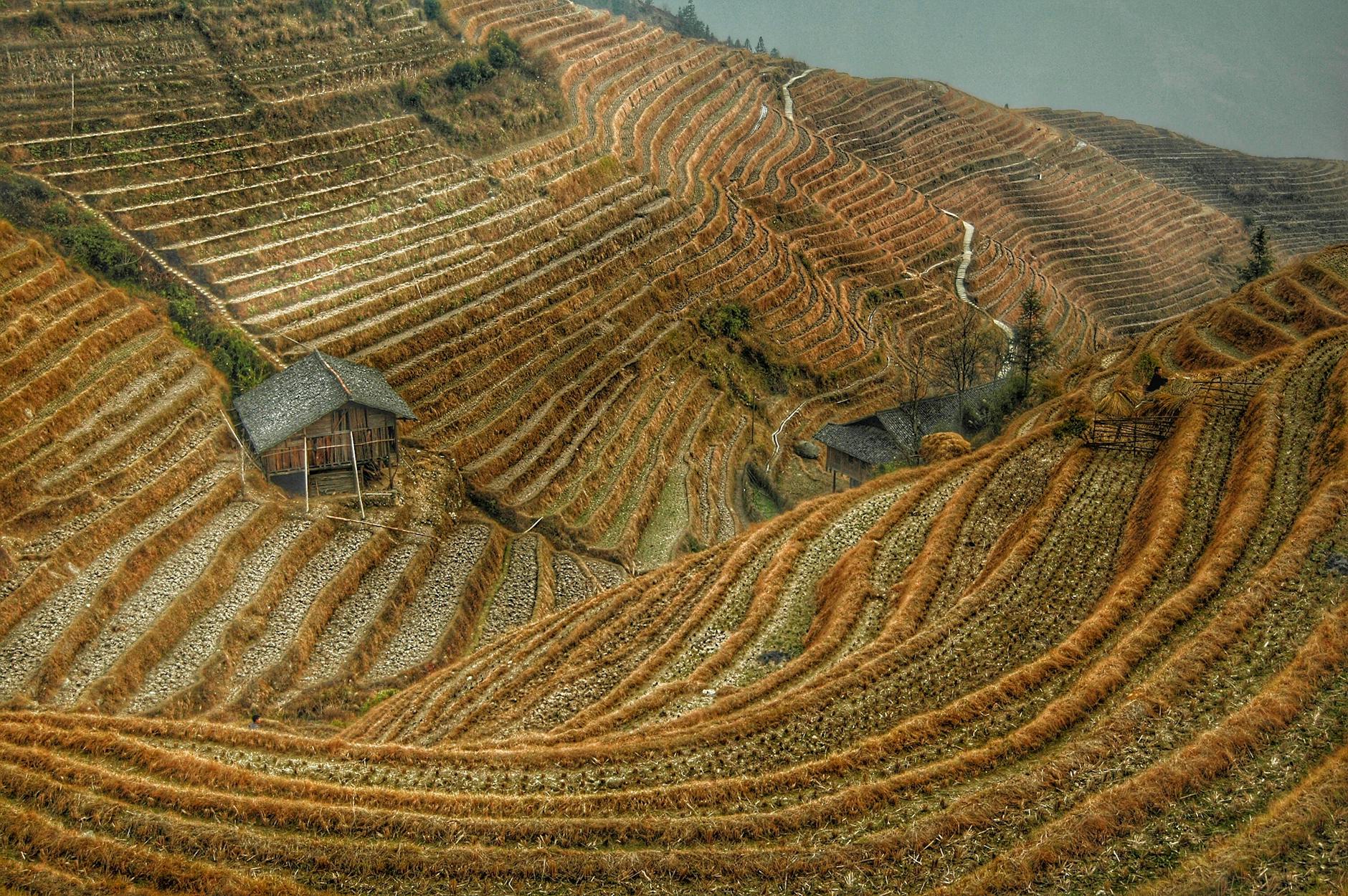A breathtaking view of rice terraces and traditional huts in rural China's hilly landscape.