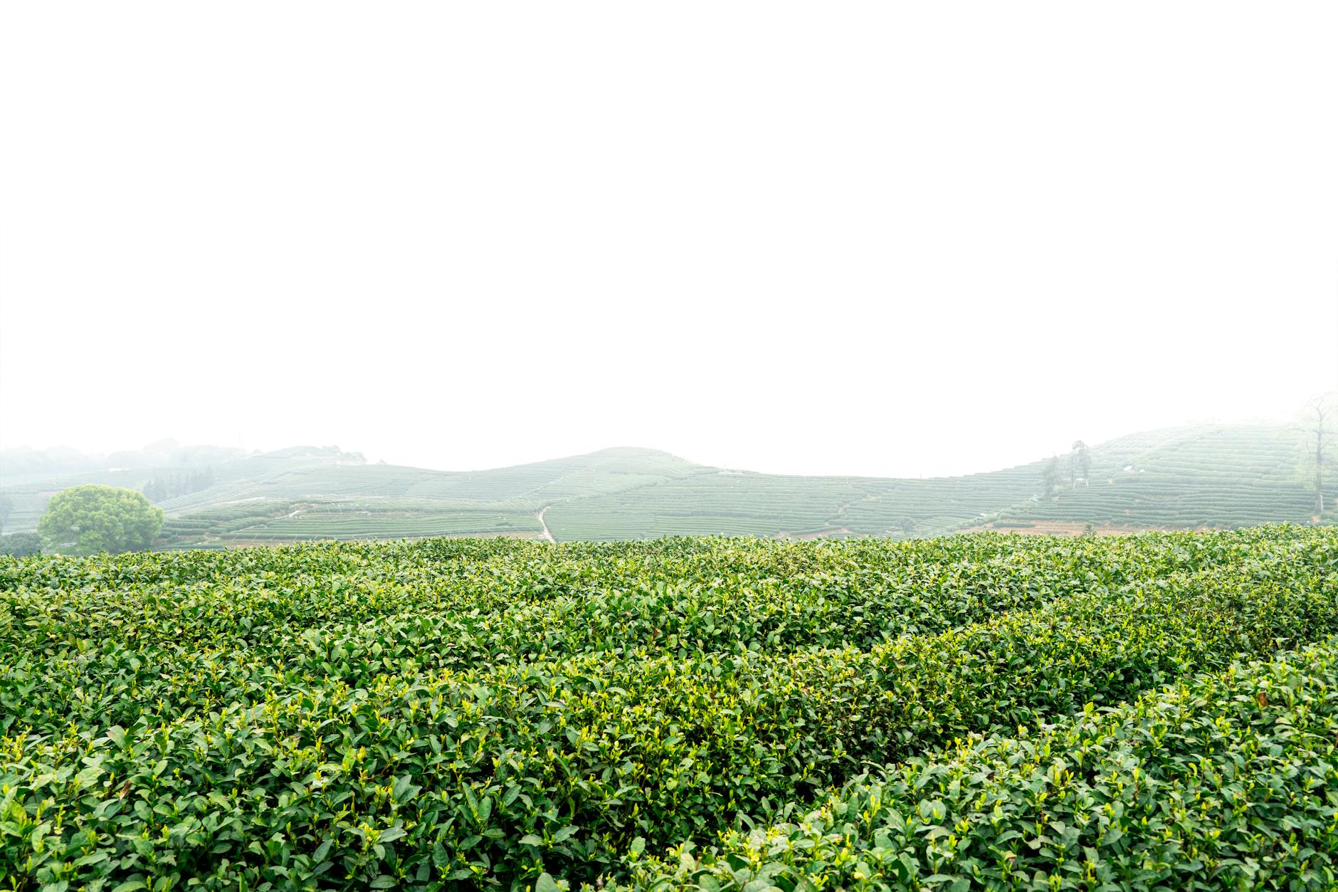 A vibrant green tea plantation in Hangzhou, showcasing China's rich agricultural landscape.