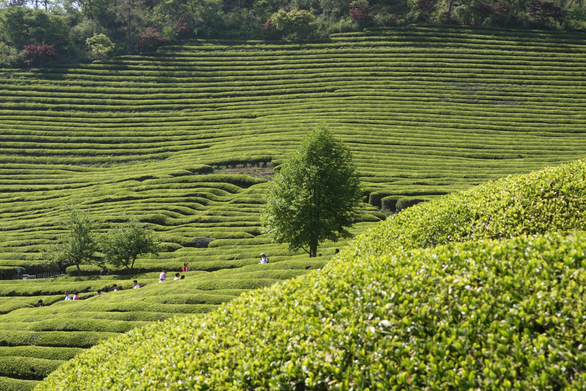 Scenic view of Boseong green tea fields with people exploring the lush landscape in South Korea.