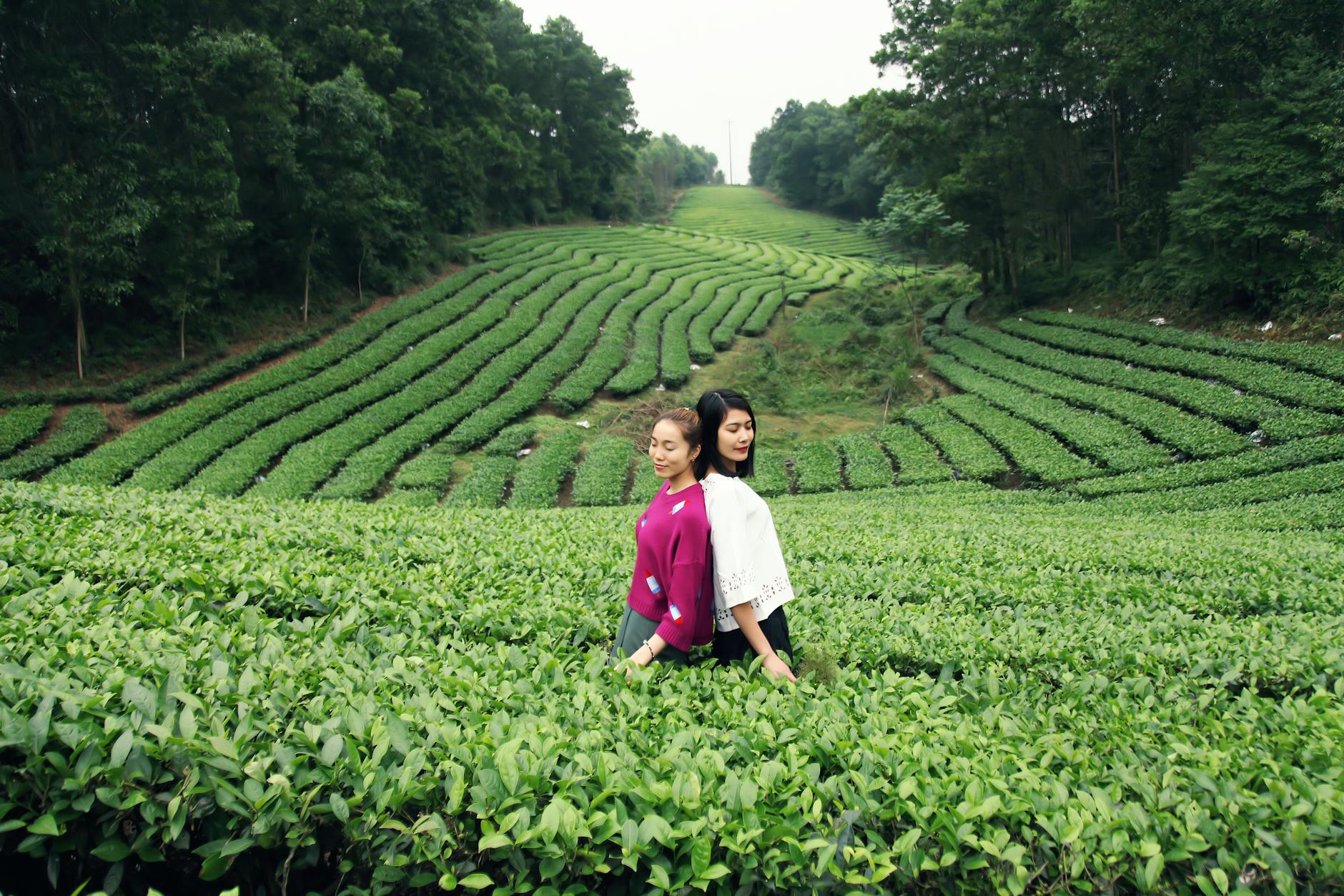 Two Asian women standing amidst a vibrant tea plantation, surrounded by lush green fields.