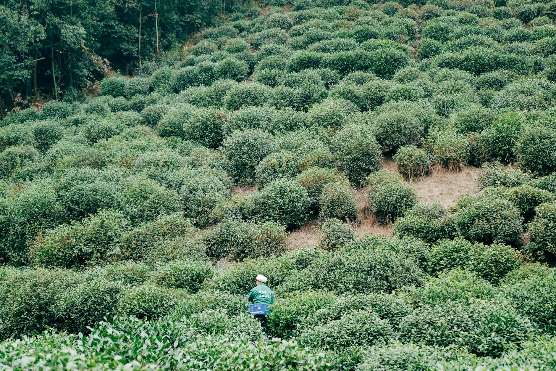 A worker navigating rows of lush green tea plants in a serene, rural setting.