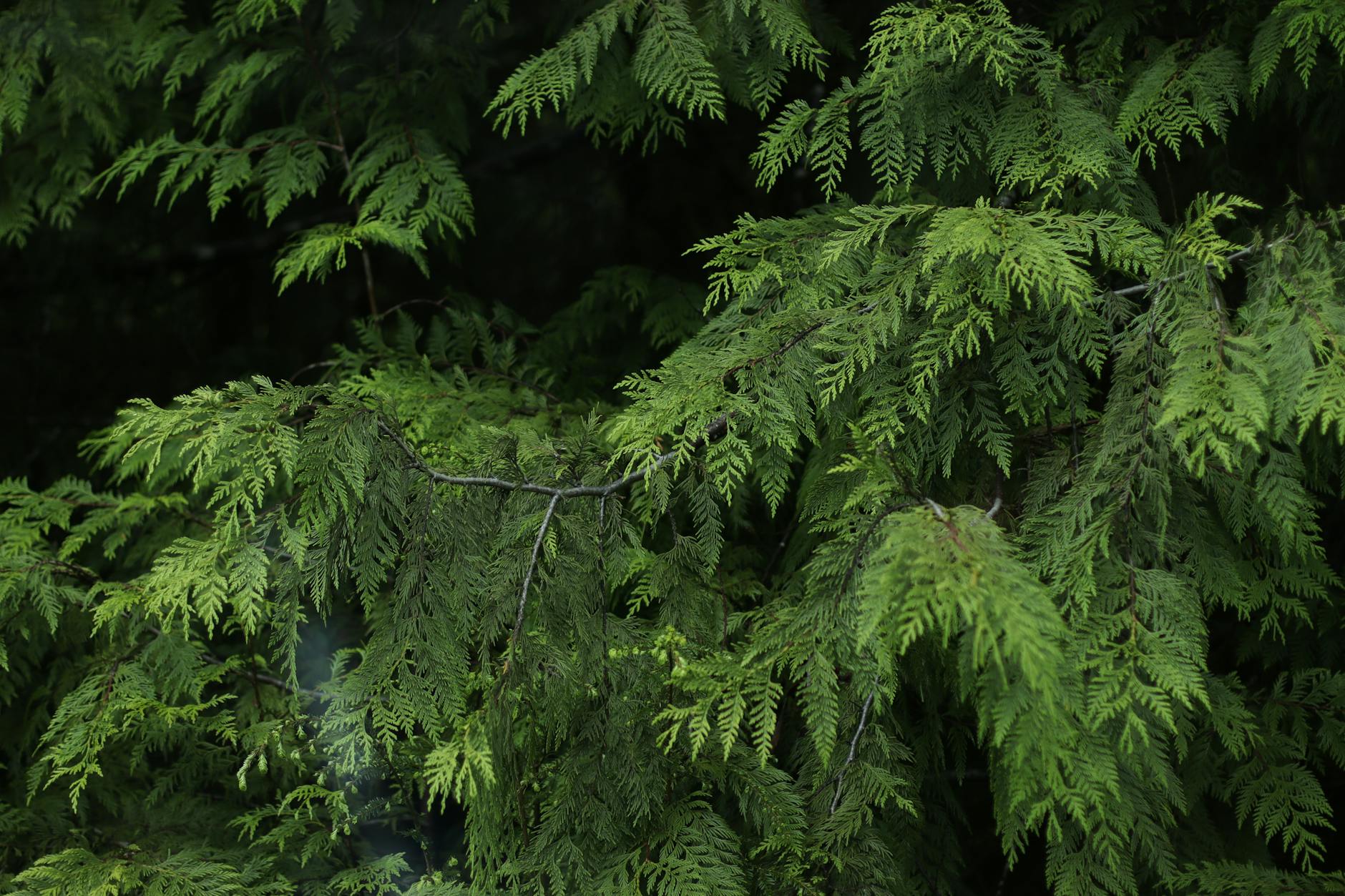 Vibrant evergreen branches create a lush, serene forest atmosphere.