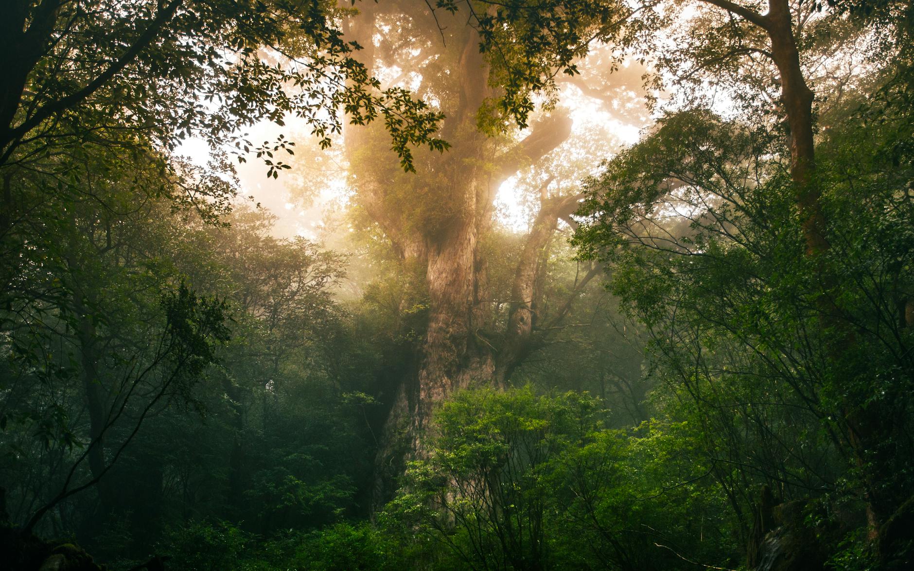 Epic shot of a towering cedar tree in Yakushima's lush forest, capturing the ethereal beauty of nature.