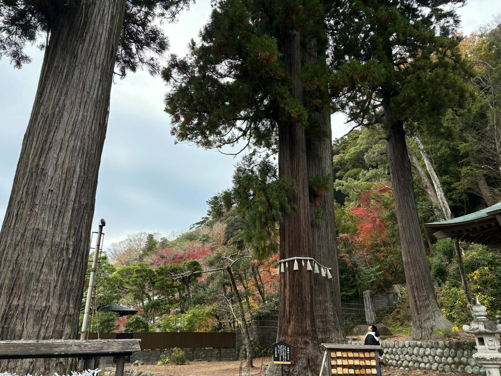 Scenic view of towering cedar trees in Fujinomiya, Japan's tranquil forest.