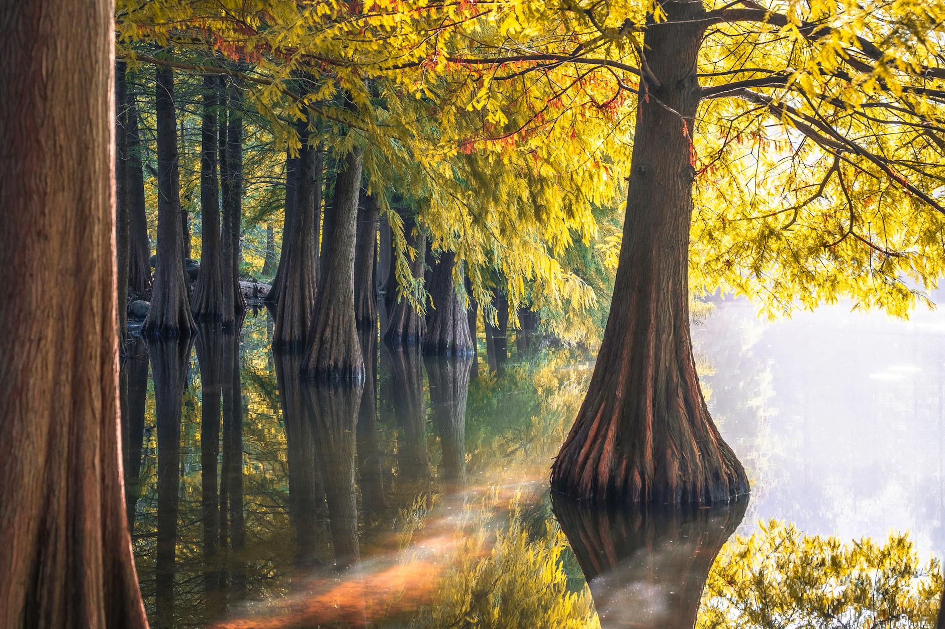 Beautiful autumn scene with cypress trees reflecting on Yanque Lake in Nanjing, China.