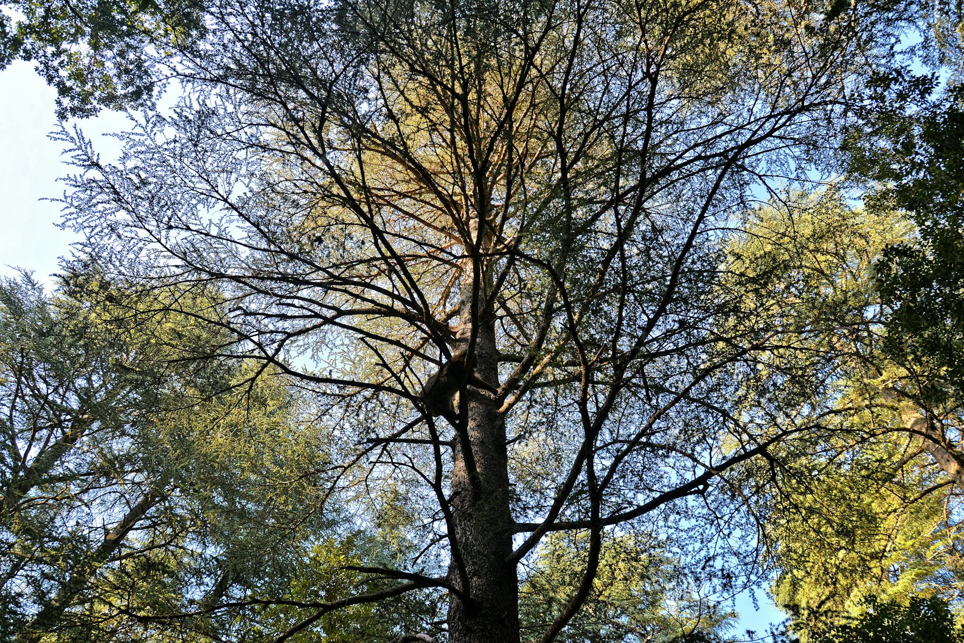 Tall cedar trees create a serene atmosphere in Ifrane, Morocco's forest landscapes.