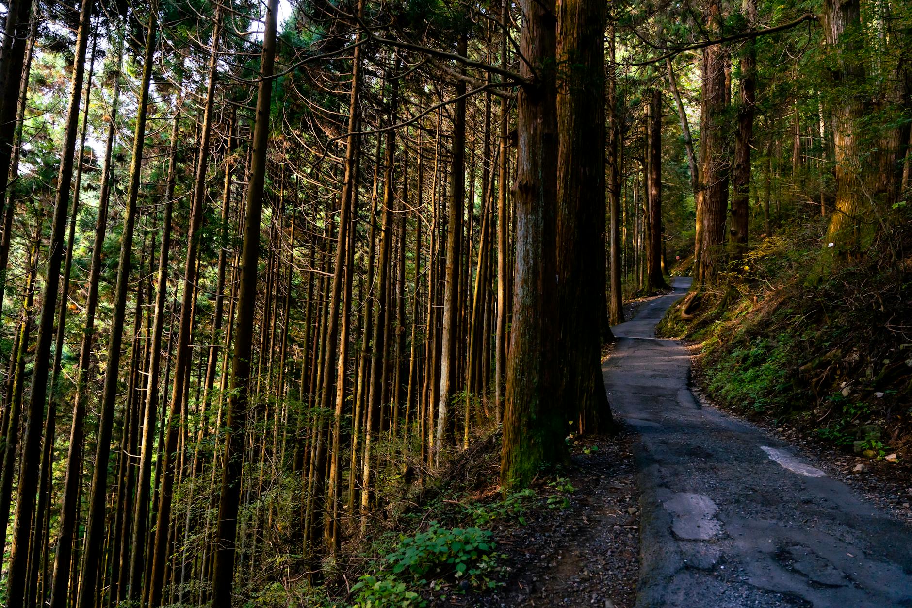 Tranquil path amidst towering trees in Ome, Japan's lush forest.