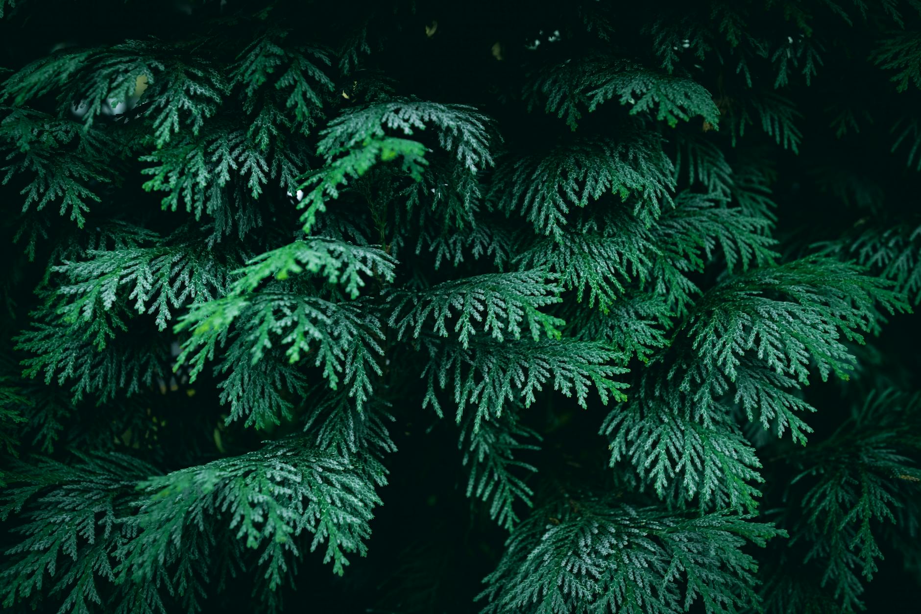 Close-up of vibrant evergreen foliage displaying natural patterns and textures.