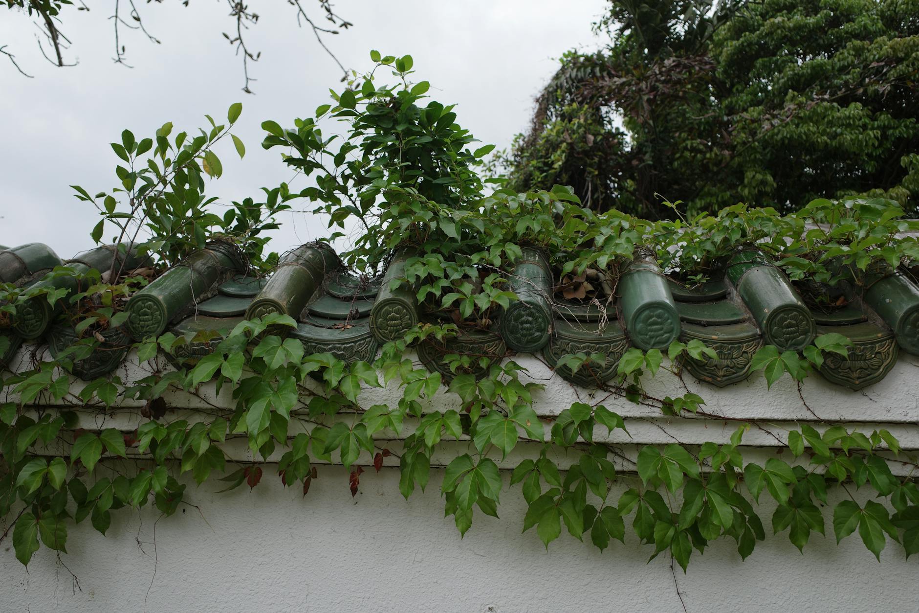 A traditional Chinese roof overgrown with lush green vines, showcasing nature's blend with architecture.
