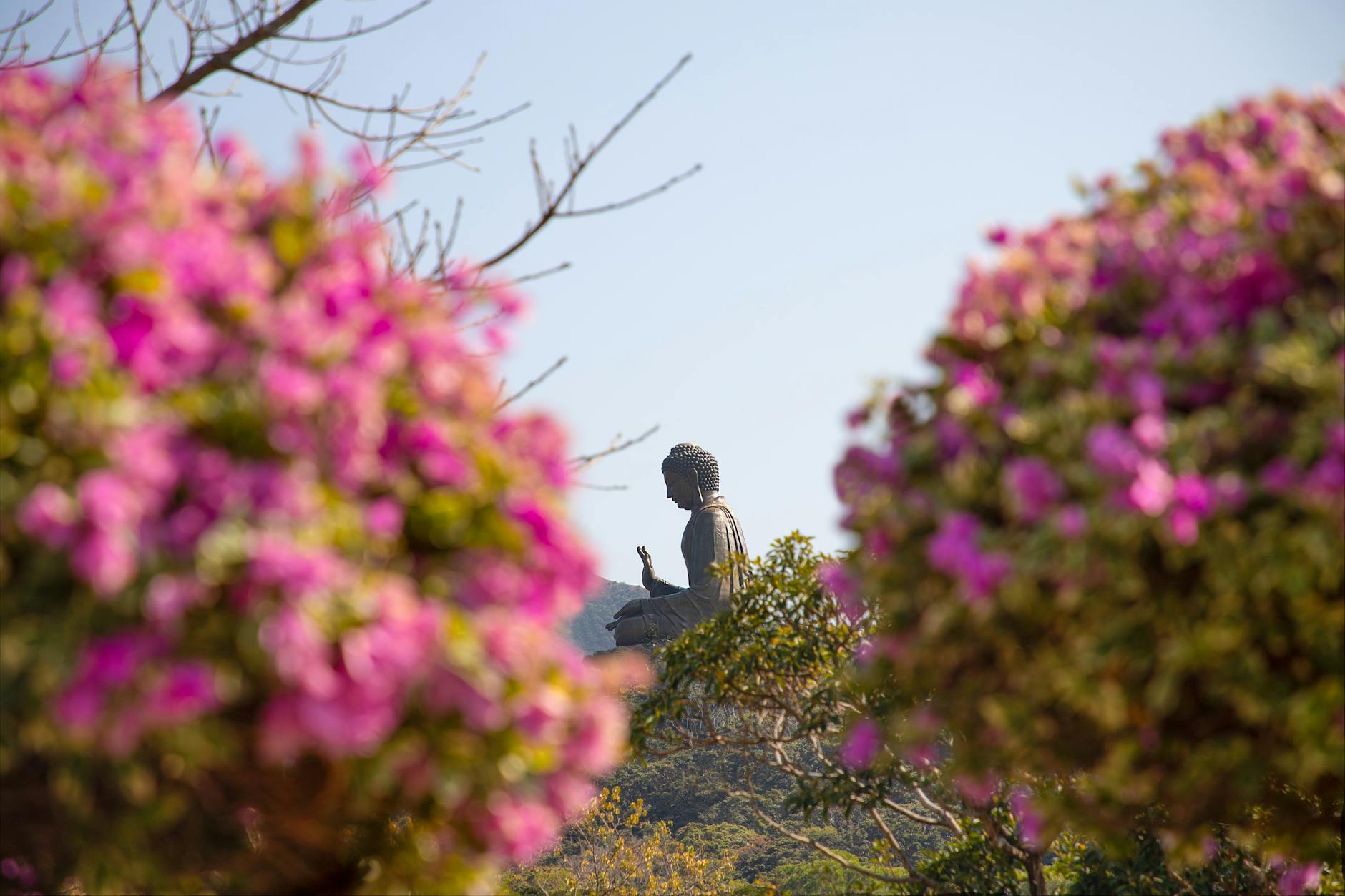 Serene view of Tian Tan Buddha statue framed by vibrant flowers in New Territories, Hong Kong.