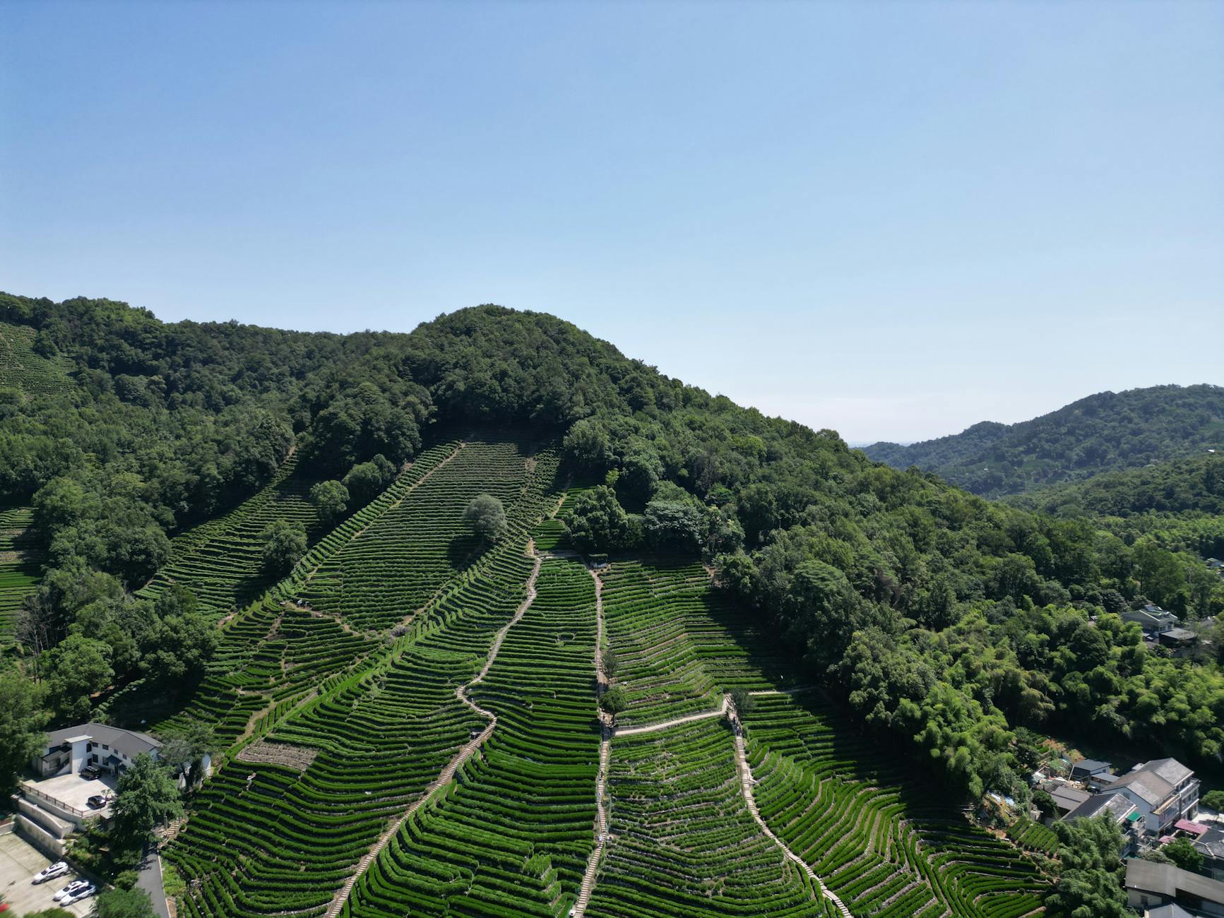 A stunning aerial view of Longjing tea plantations in Hangzhou, China showcasing terraced farming on a sunny day.