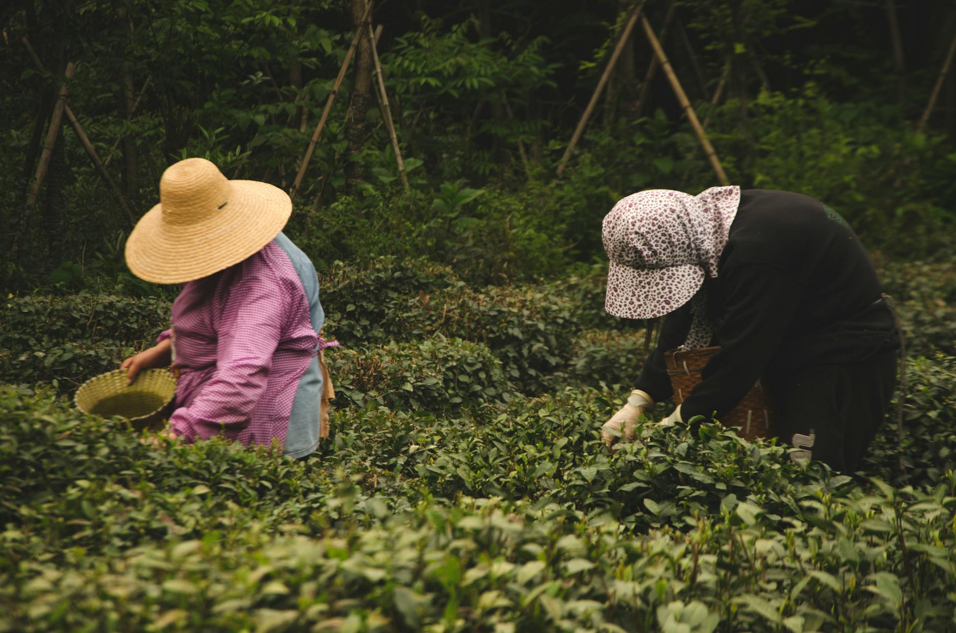 Two women picking tea leaves in a lush plantation in Hangzhou, China.