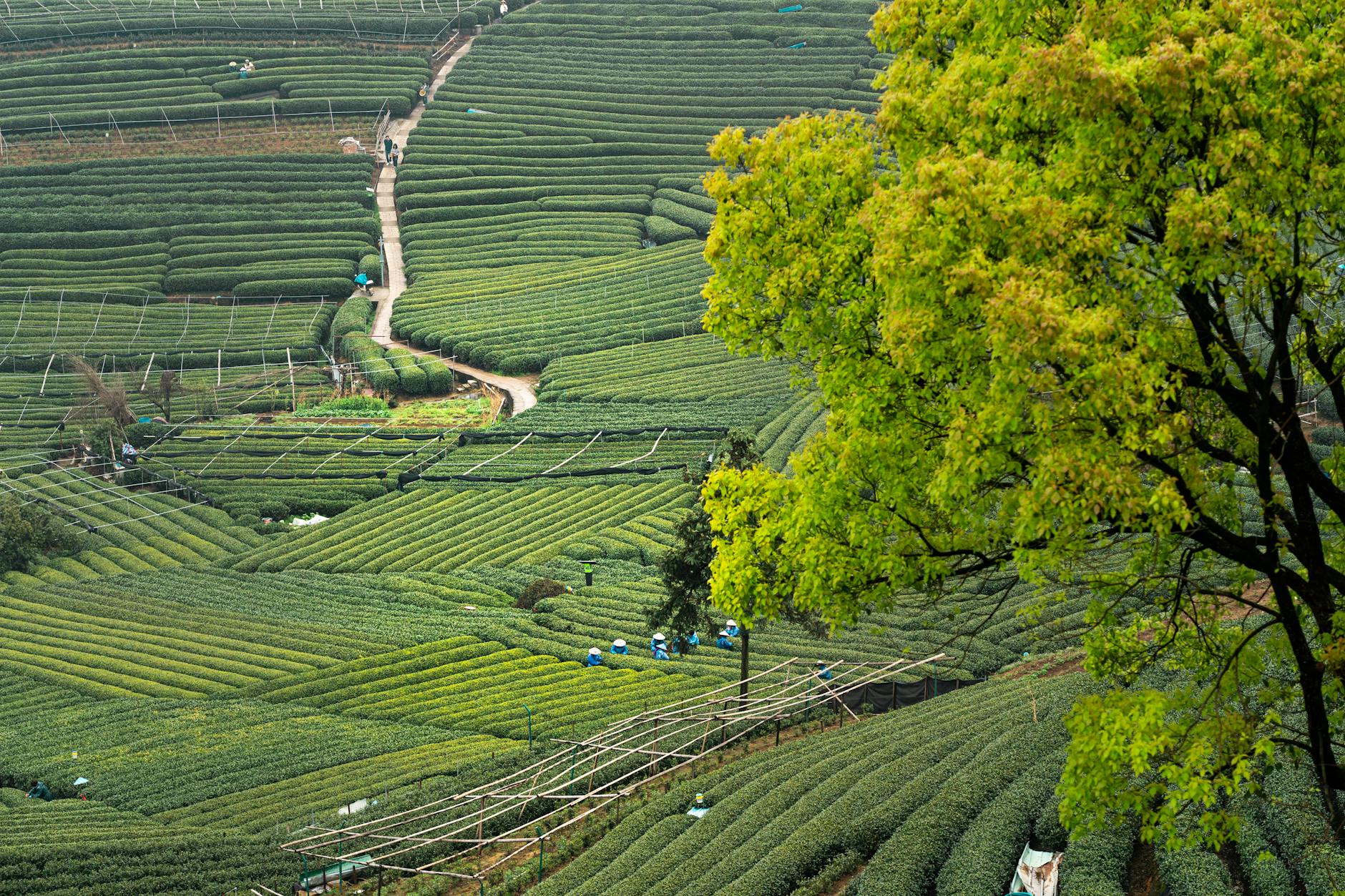 Aerial view of lush green tea plantations in Hangzhou, China, showcasing terraced fields under a vibrant tree.