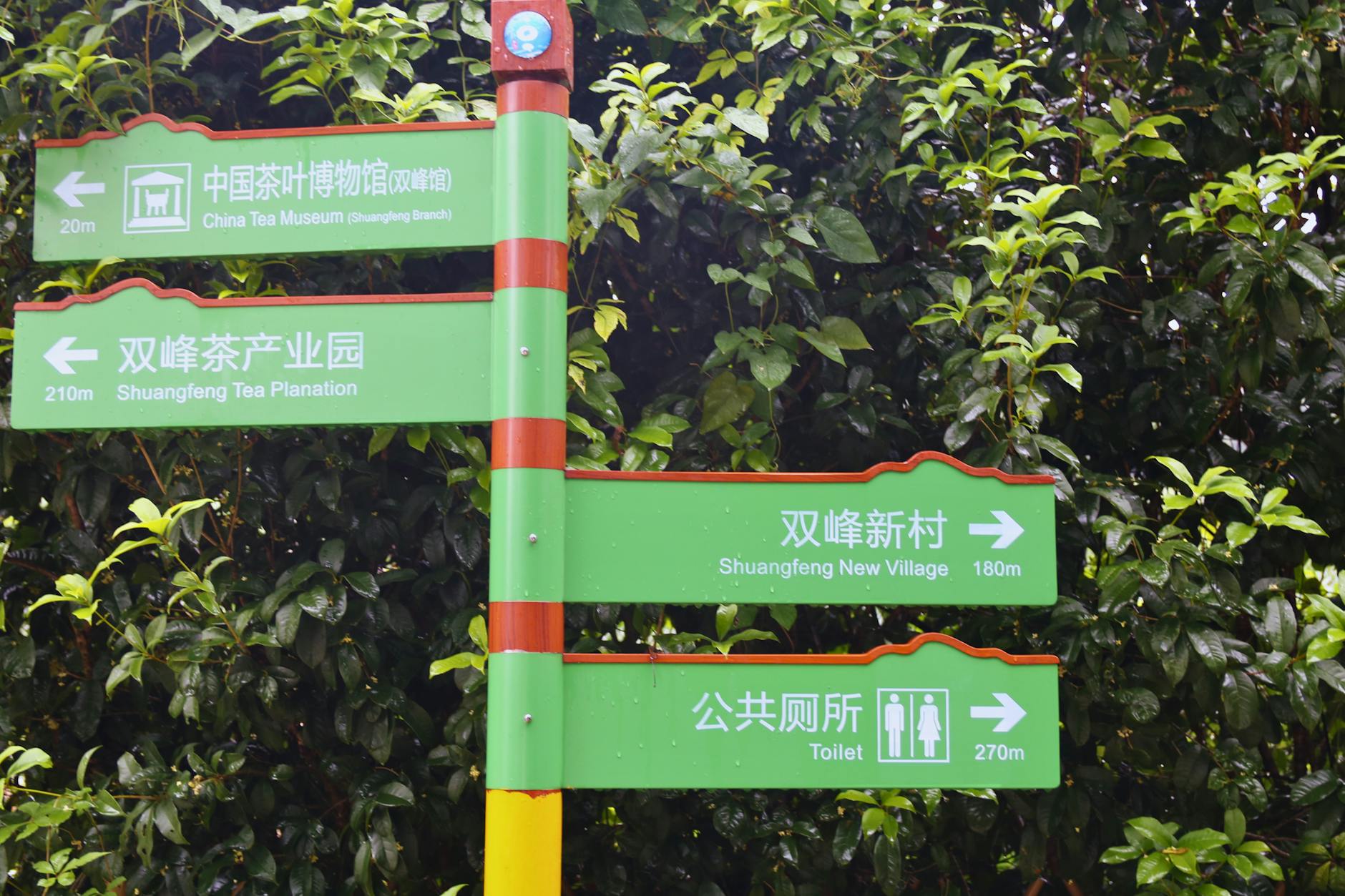 Green direction signs guiding to China Tea Museum and Shuangfeng Tea Plantation with lush foliage backdrop.