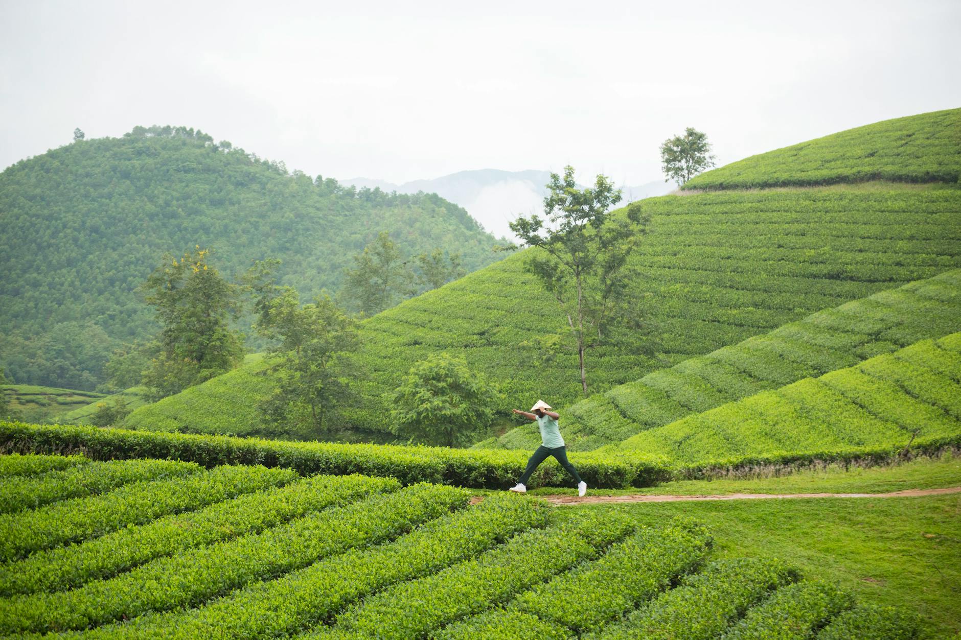 A man wearing a conical hat runs through vibrant green tea fields in Phú Thọ, Vietnam.