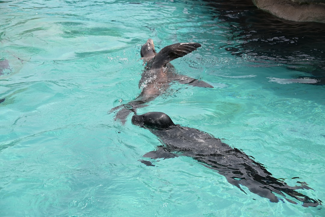 Two seals swimming in clear blue water