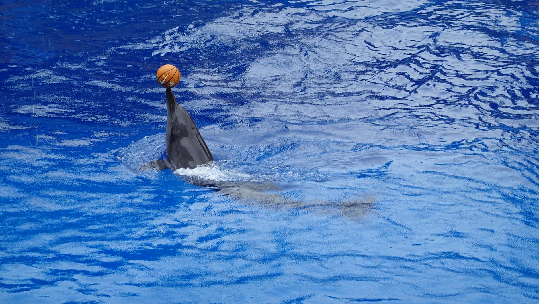 Dolphin balances a basketball in an aquarium setting.