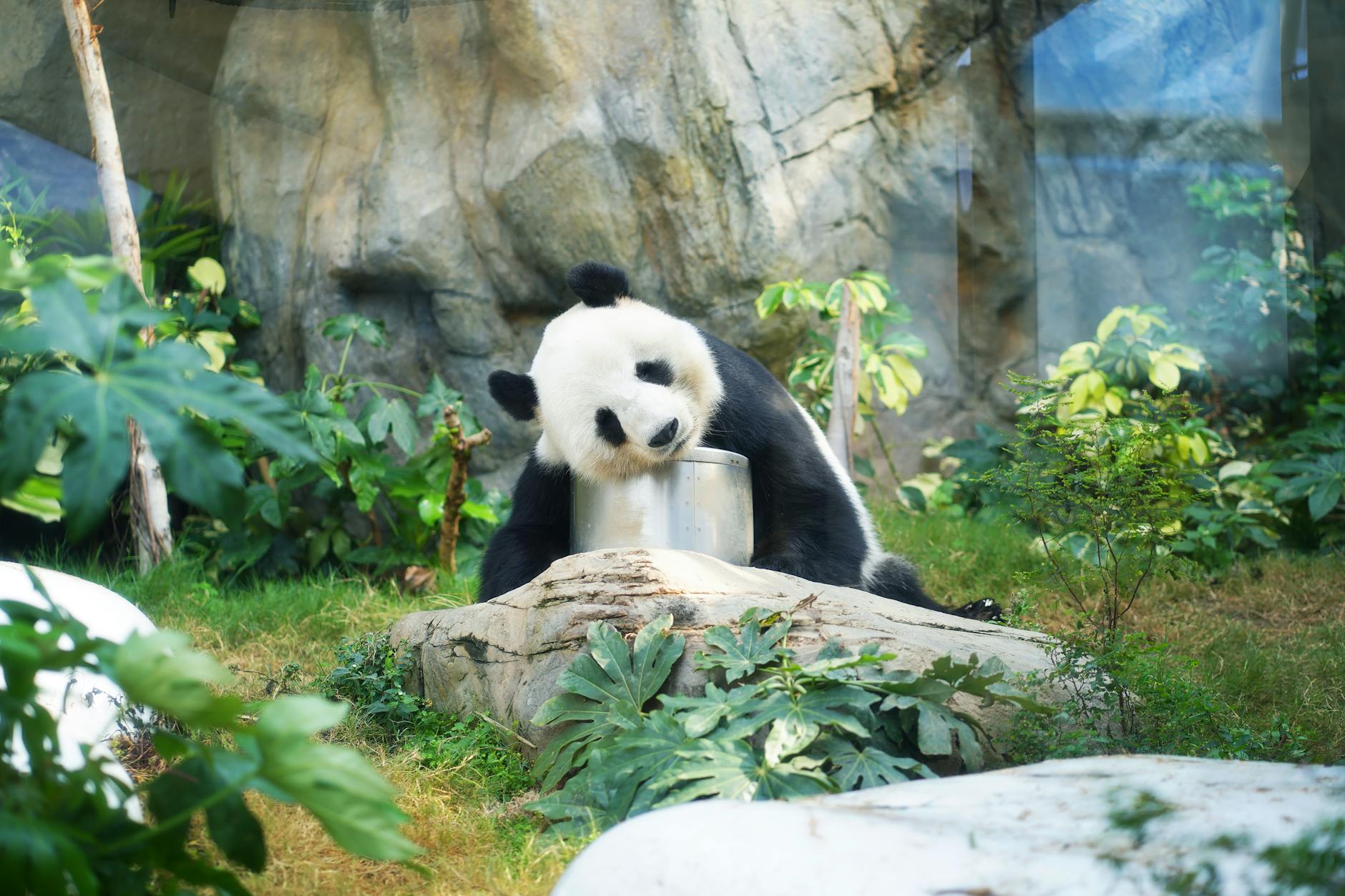 Playful panda resting on a log in a lush Hong Kong zoo setting. Perfect wildlife capture.