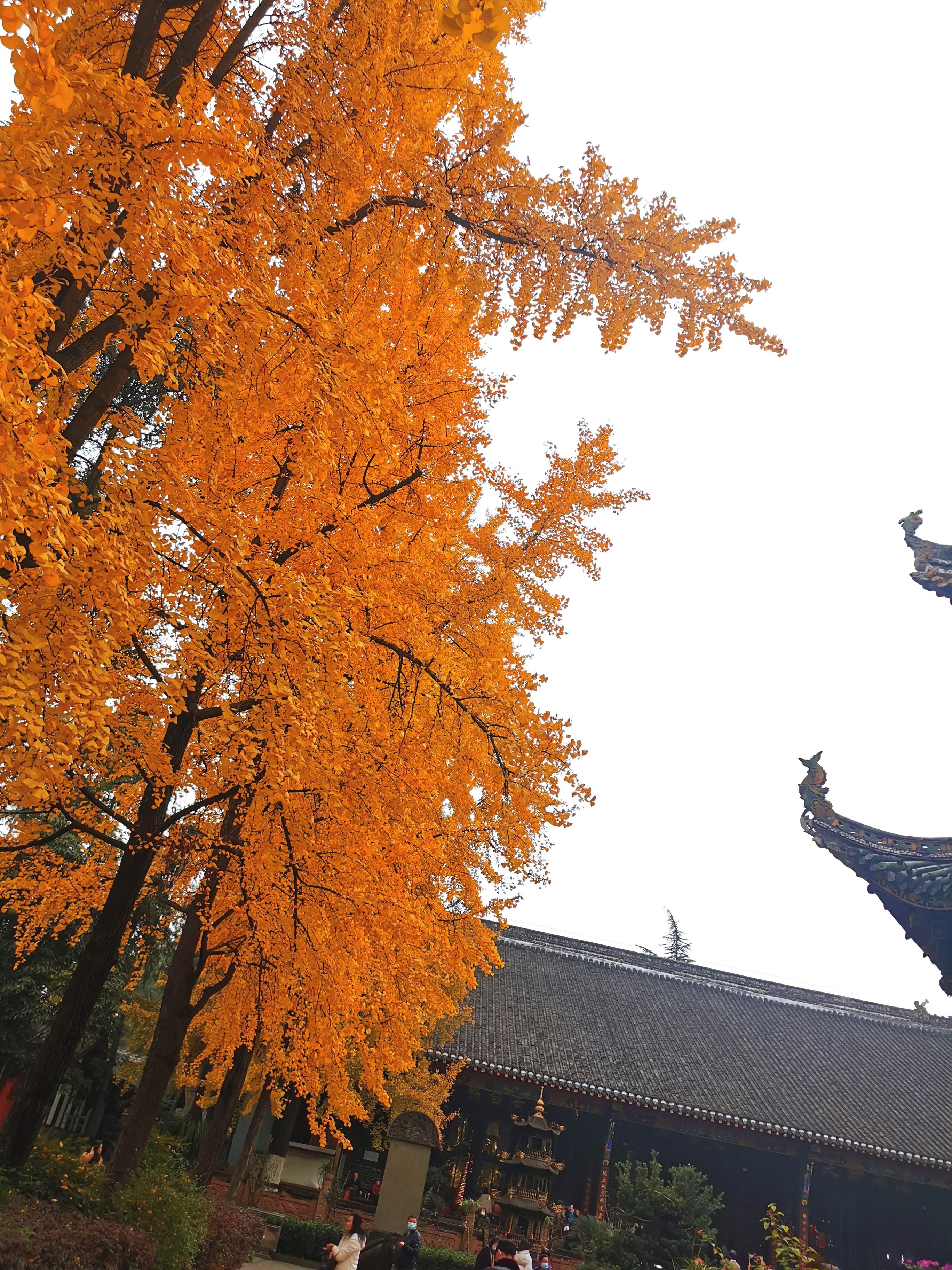 青羊宫 实景照片