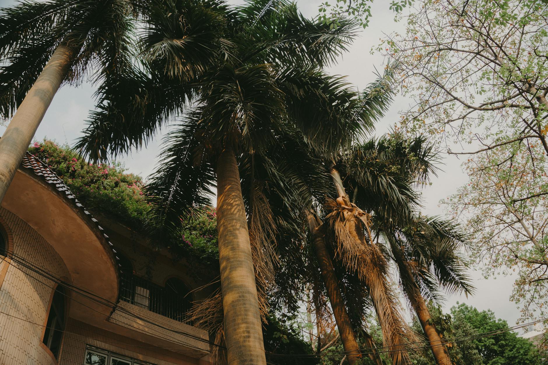 A scenic view of tall palm trees beside a distinctive building in Guangzhou, showcasing natural and architectural harmony.