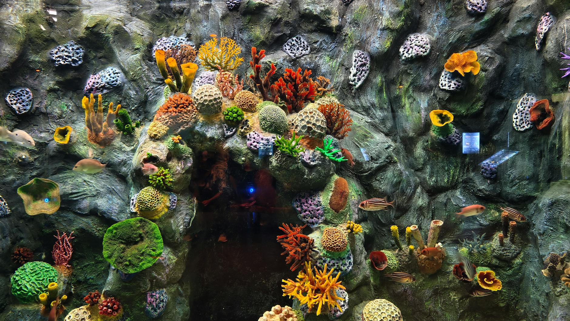 A colorful coral reef aquarium showcasing diverse marine life and vibrant corals.