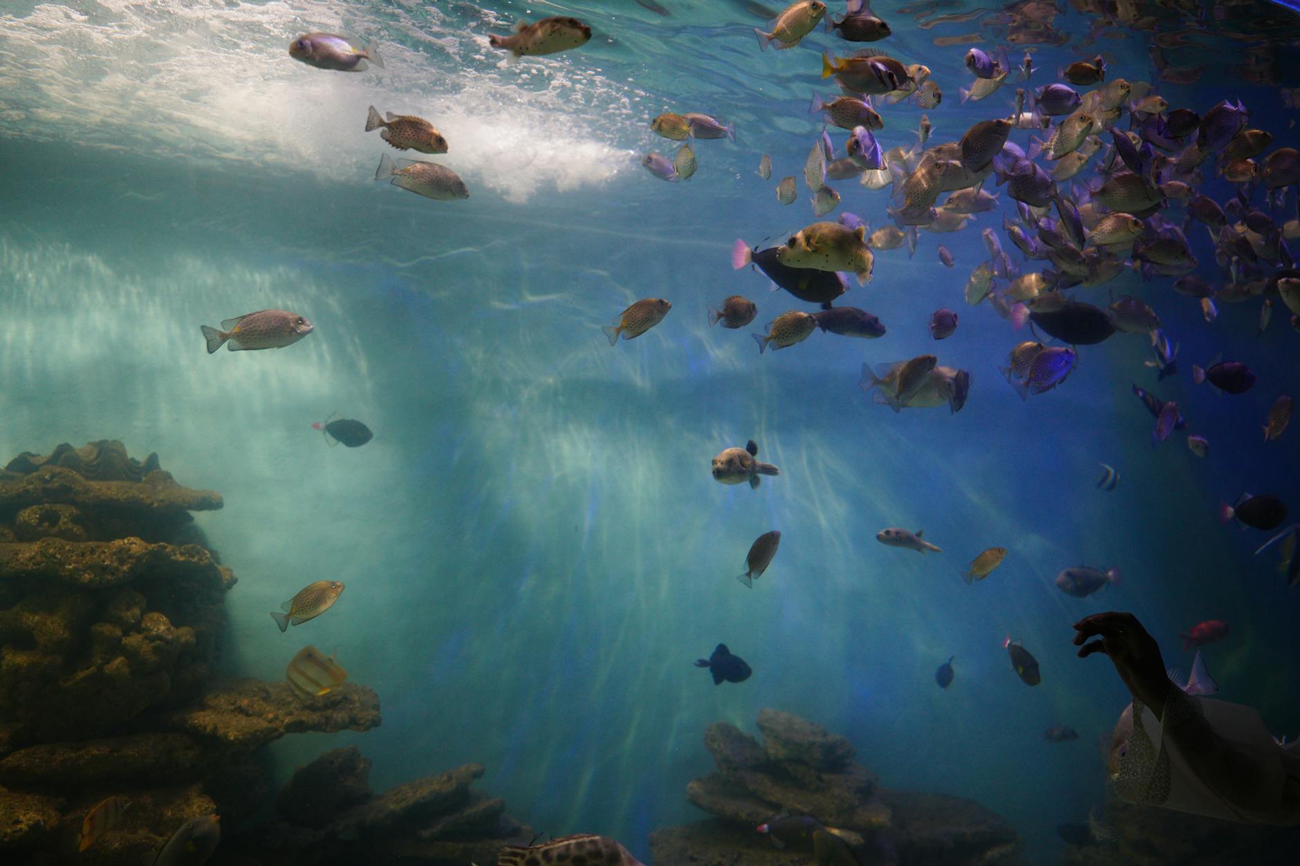 An enchanting view of colorful fish swimming in an aquarium, showcasing marine beauty.