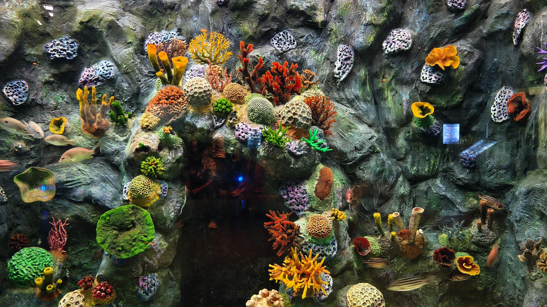Colorful coral reef with diverse marine life in an aquarium setting.