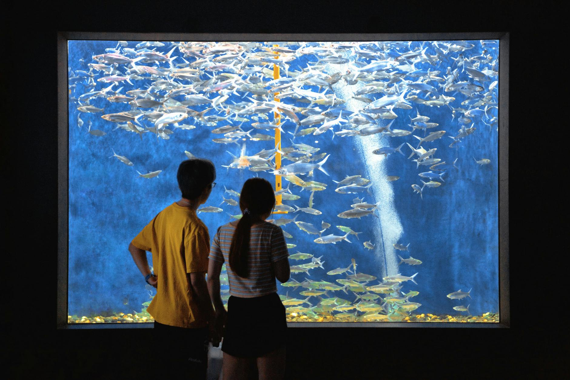 A couple holding hands while observing fish through an aquarium window, experiencing aquatic life together.