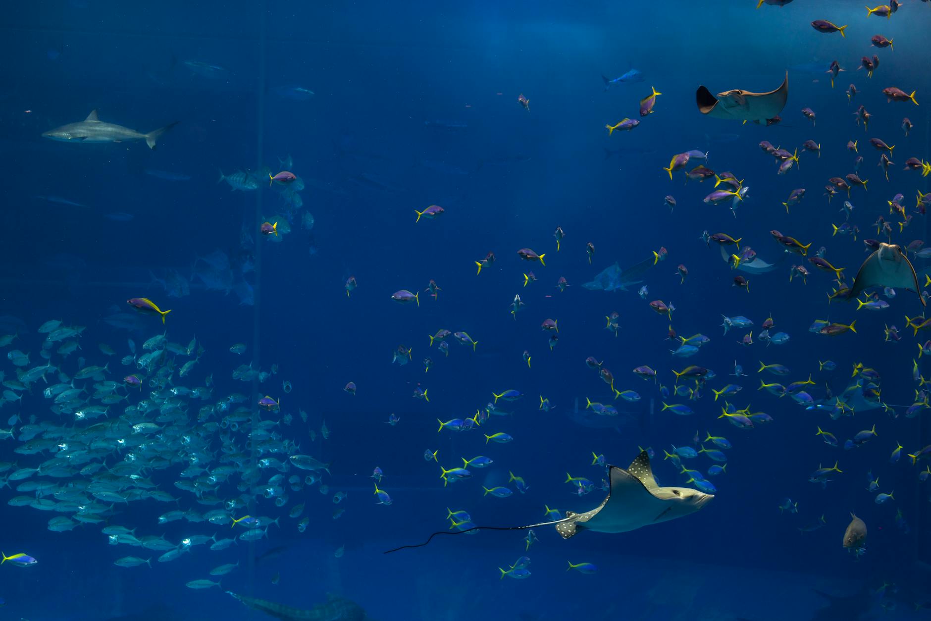 Colorful underwater scene in an aquarium, featuring a variety of fish and sea creatures.