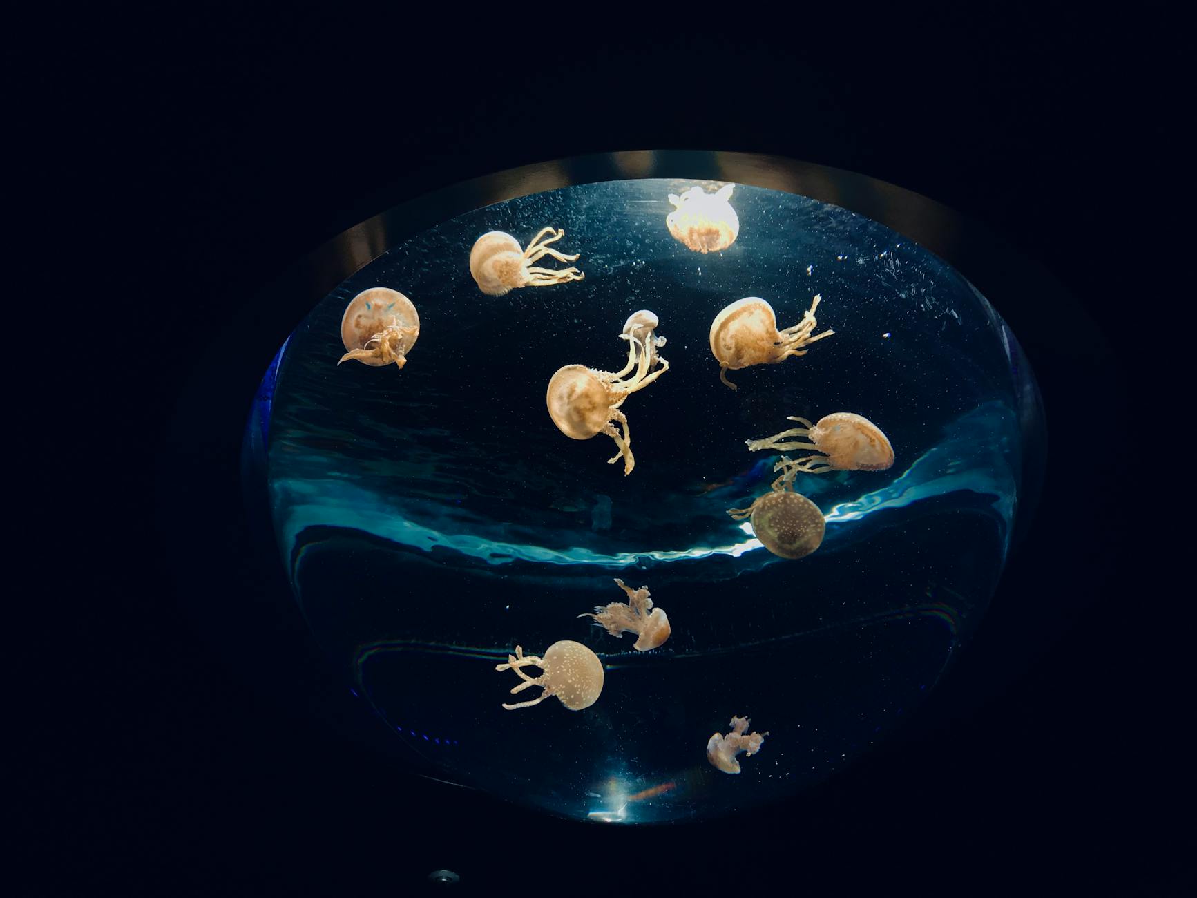 Captivating jellyfish swimming in an aquarium, showcasing their ethereal beauty.