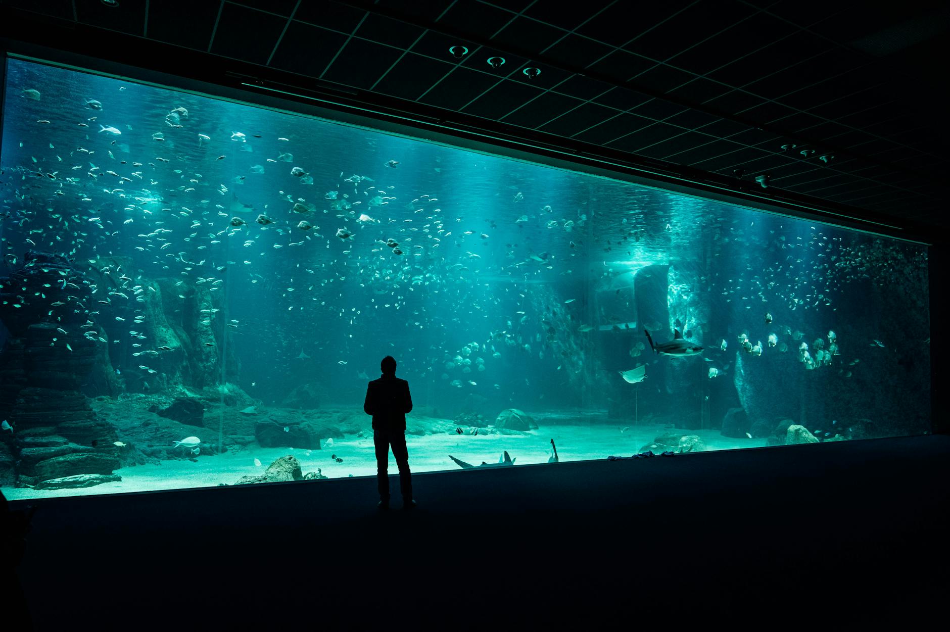 A person viewing a large aquarium tank with diverse marine life swimming inside.