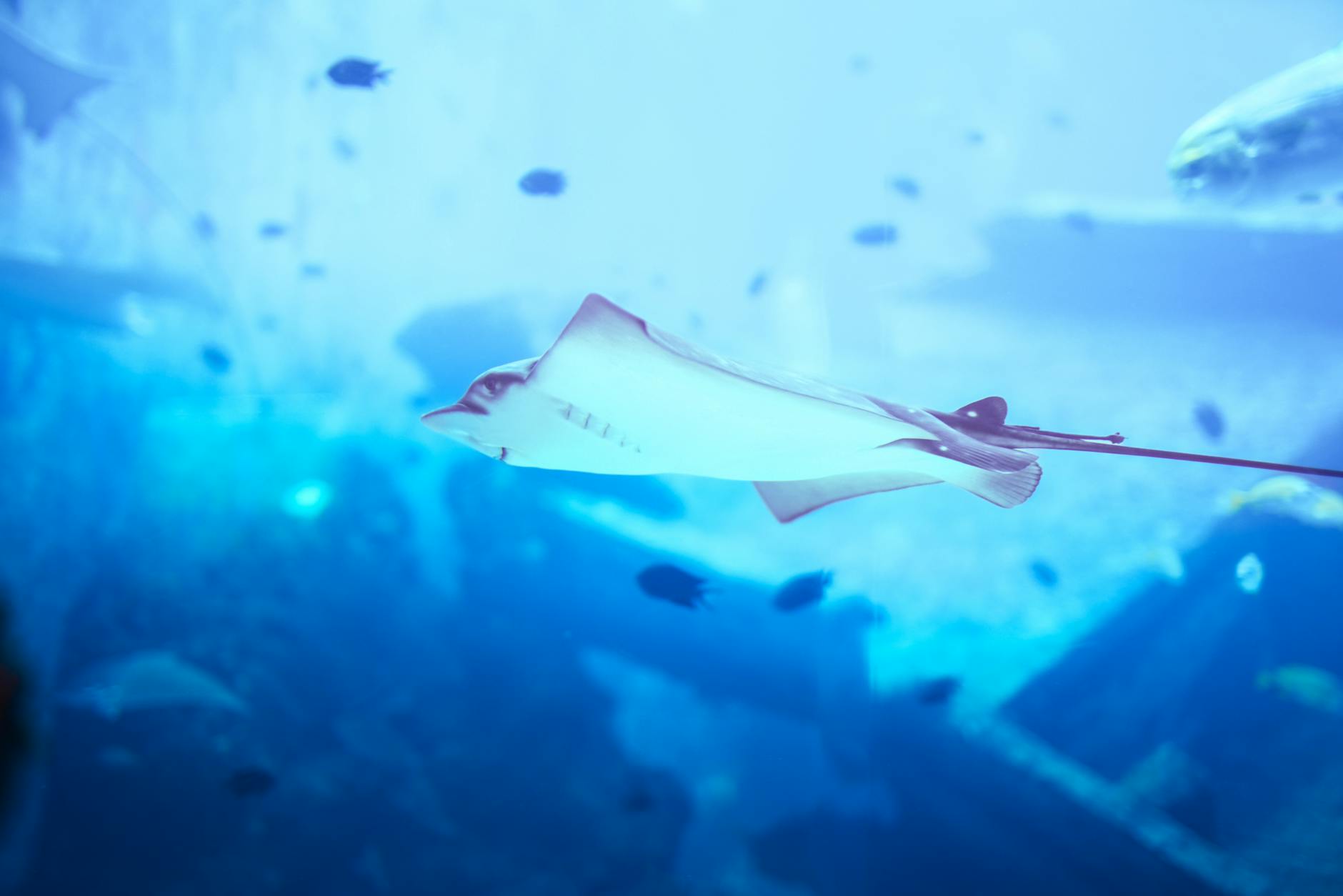 A serene underwater photo of a stingray swimming in a vibrant aquarium setting.