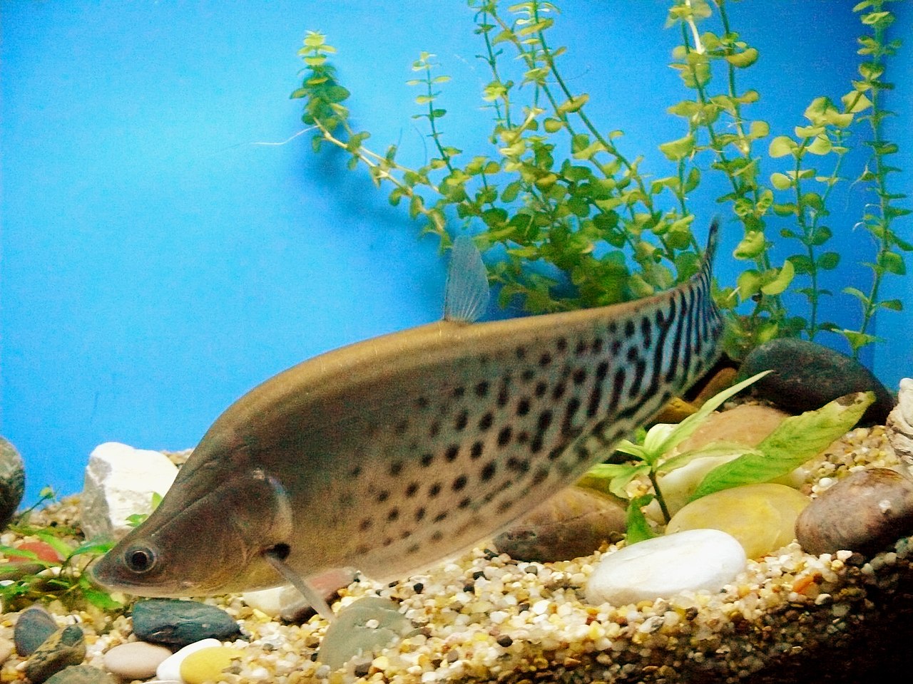 Royal knifefish (Chitala blanci) in Shanghai Ocean Aquarium