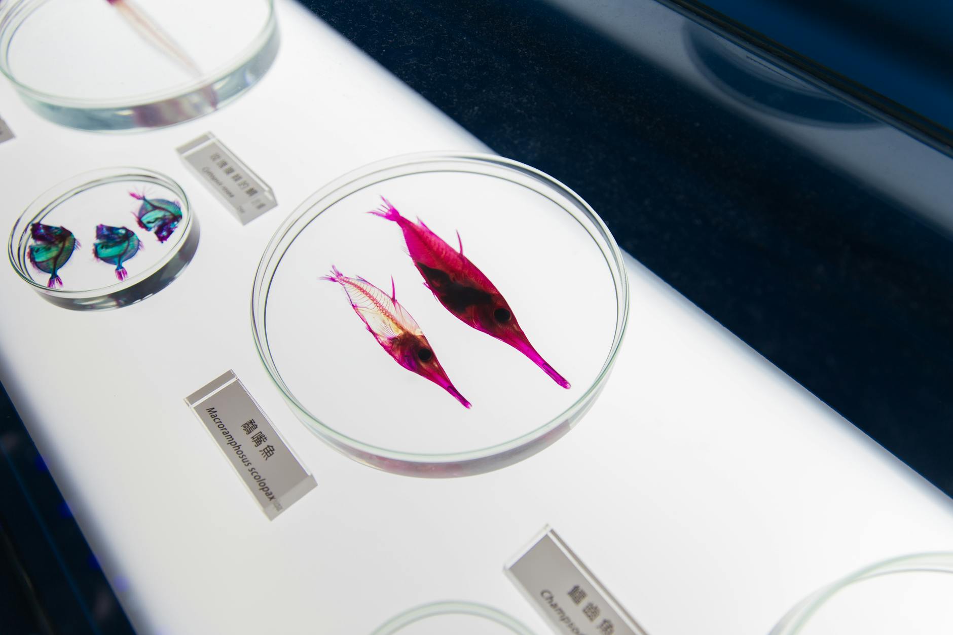 Close-up of snipefish specimens preserved in glass containers, labeled with scientific names for educational display.